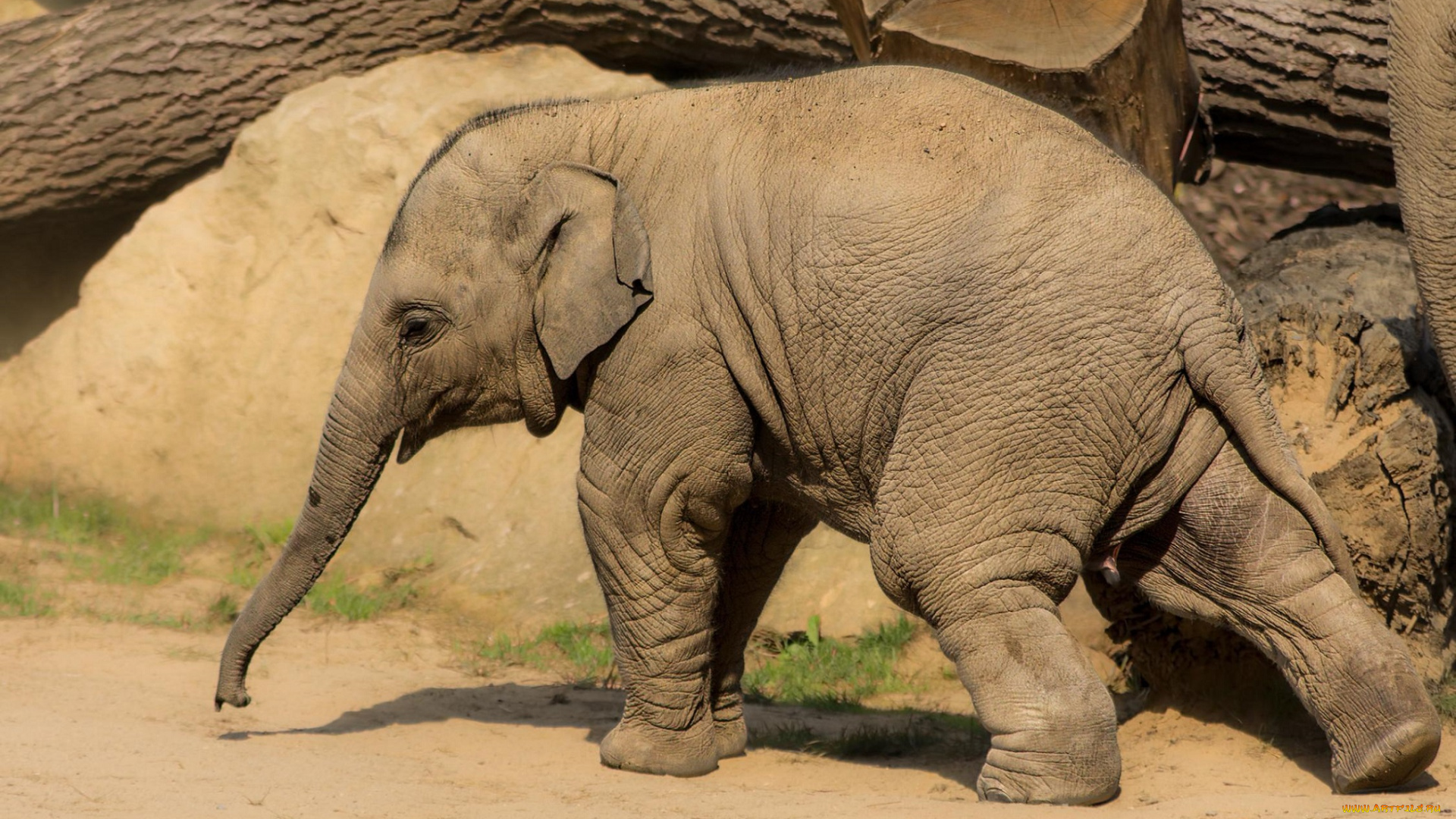 животные, слоны, слонёнок