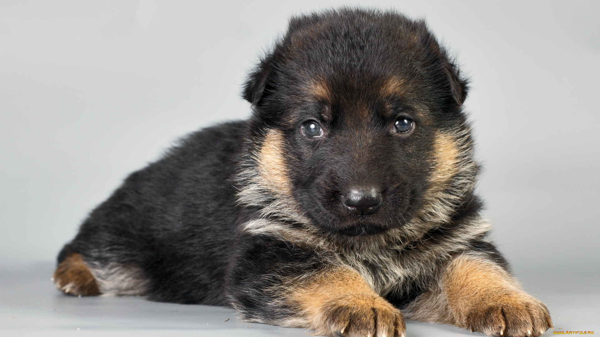 животные, собаки, щенок