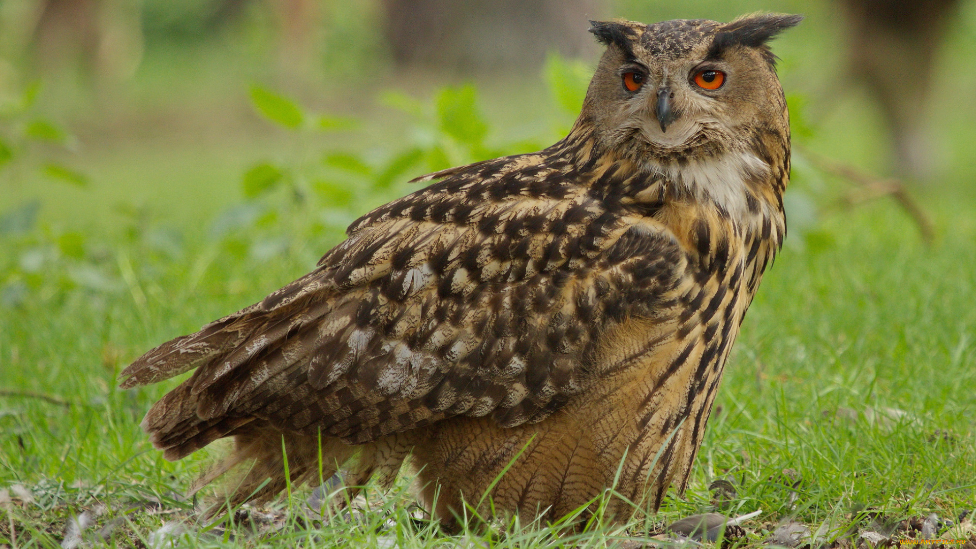 животные, совы, сова, луг