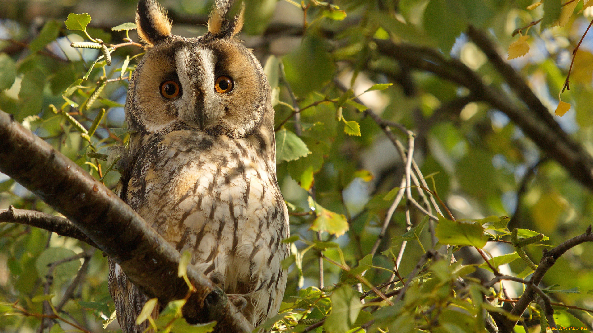 животные, совы, ушки, филин, дерево