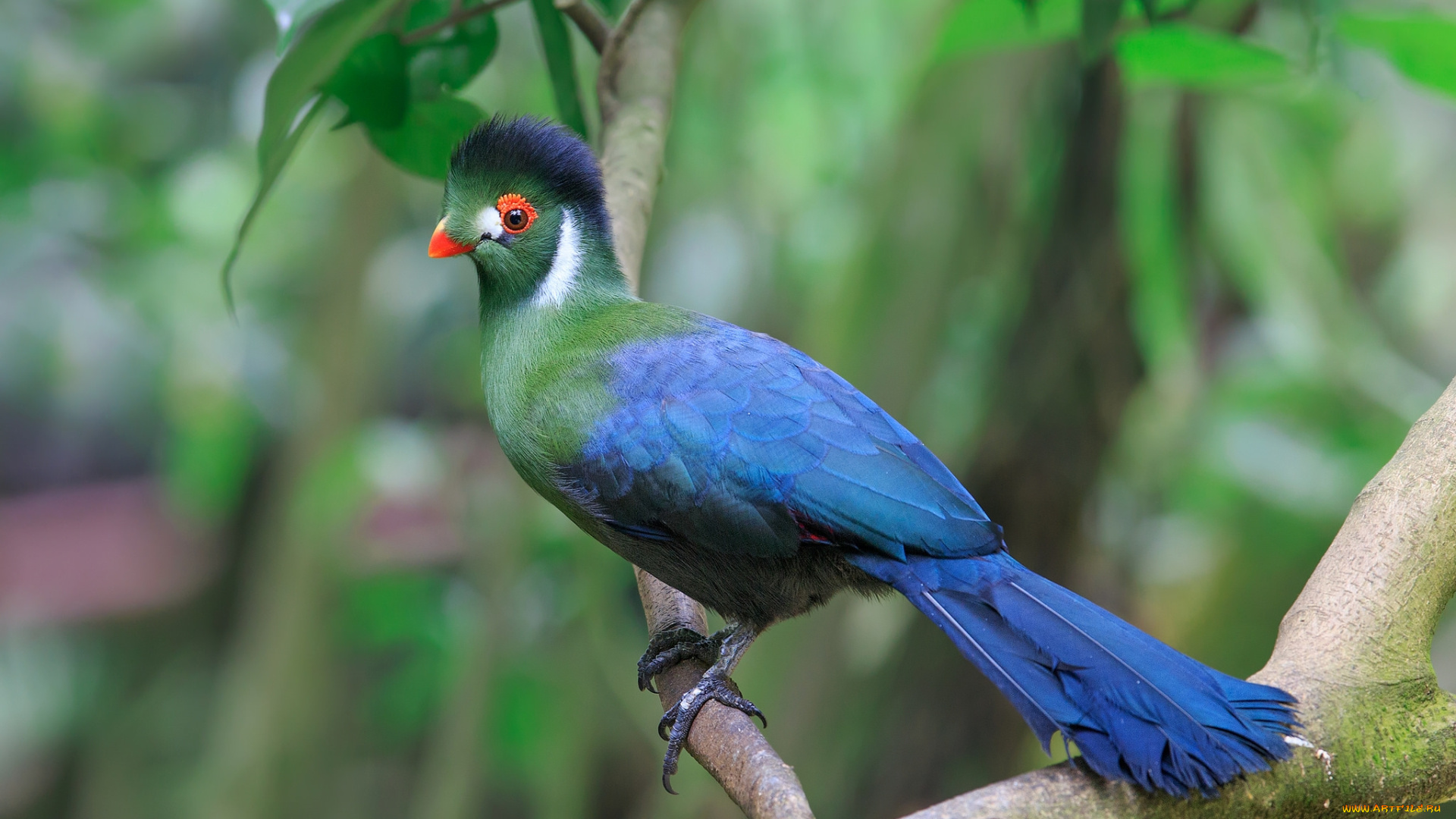 животные, турако, синий