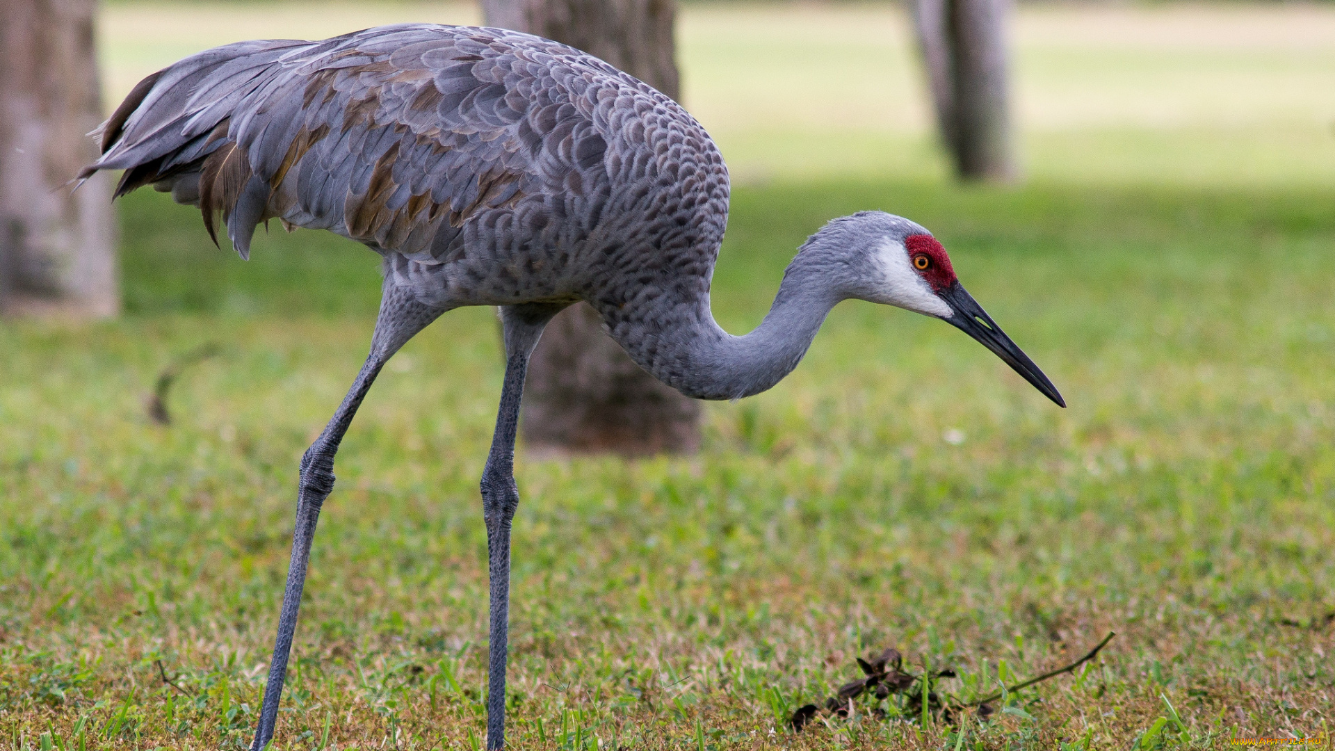 животные, журавли, журавль, луг