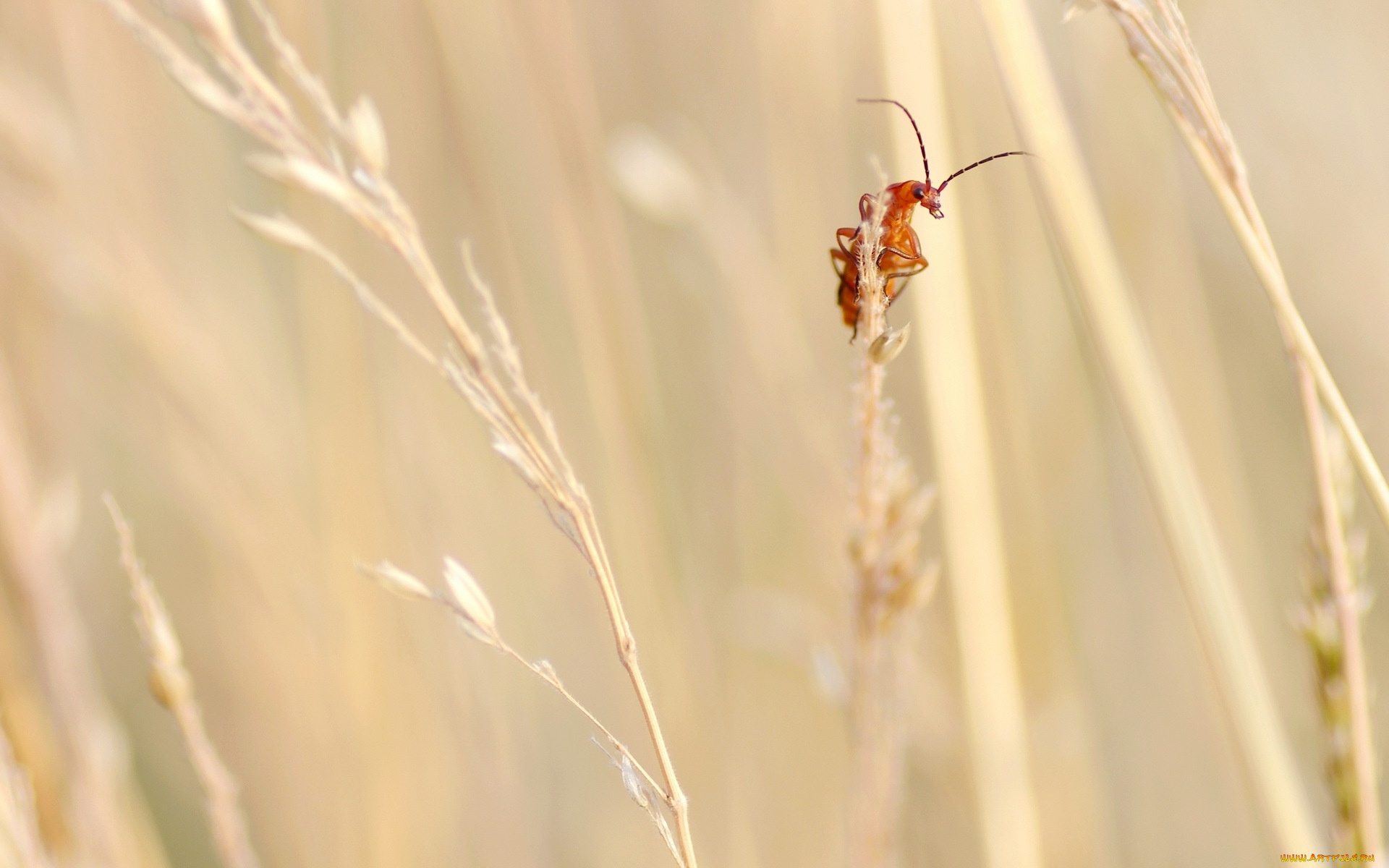животные, насекомые, букашка, травинки, трава, поле
