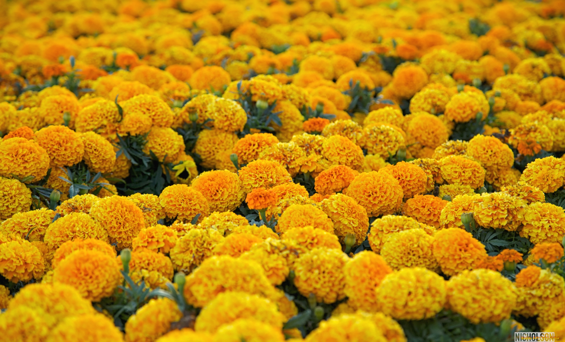 цветы, бархатцы, желтый