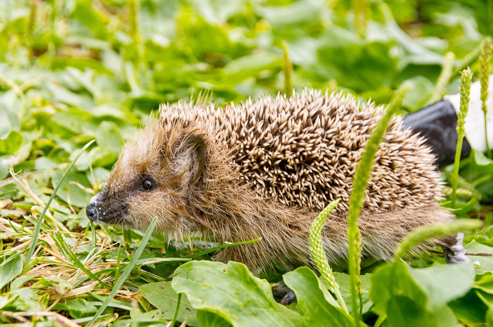 животные, ежи, колючки