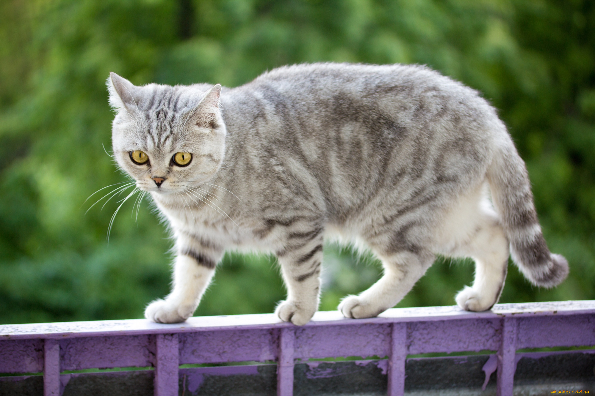 животные, коты, котейка