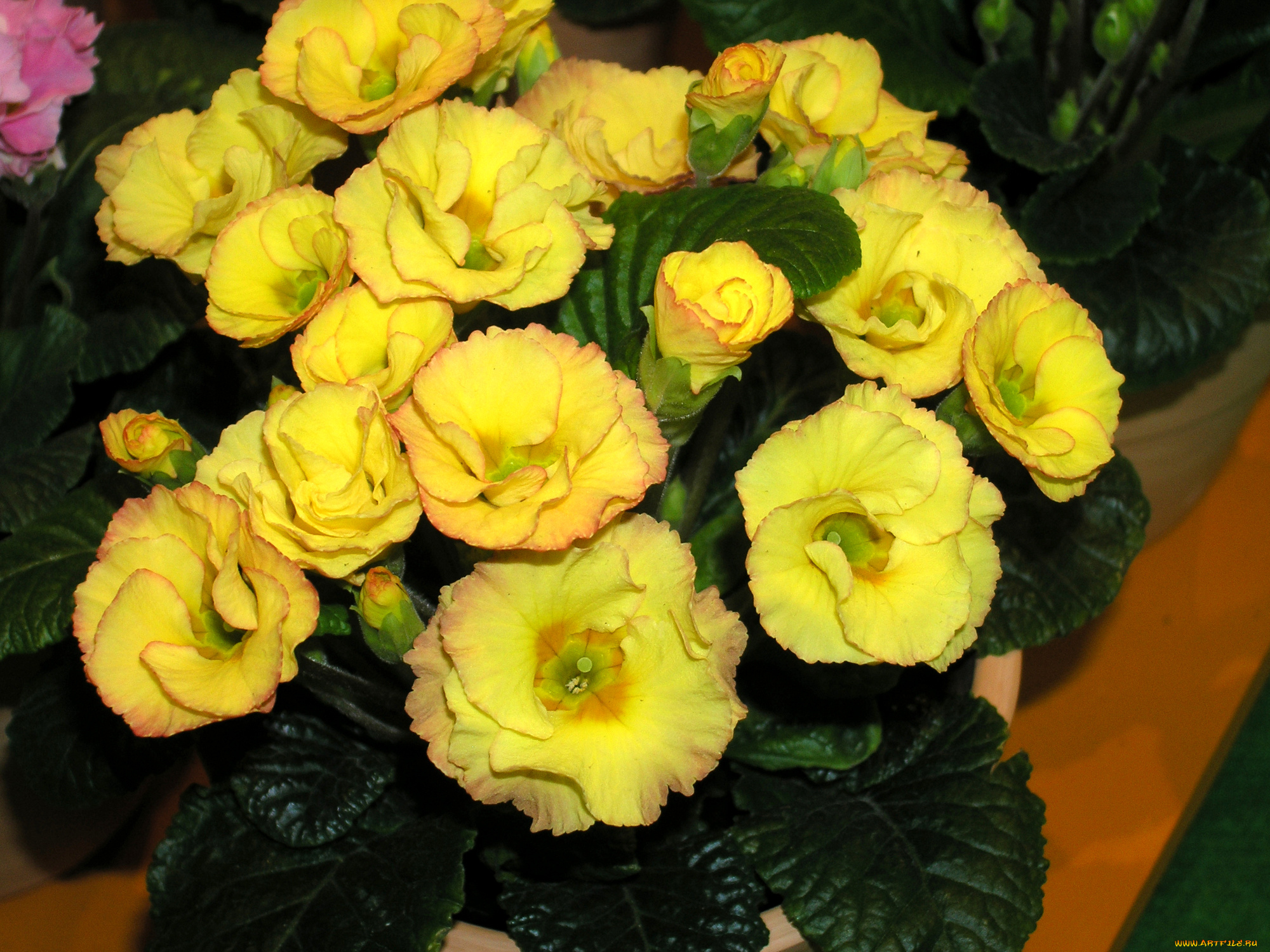 цветы, примулы, примула, желтая, много