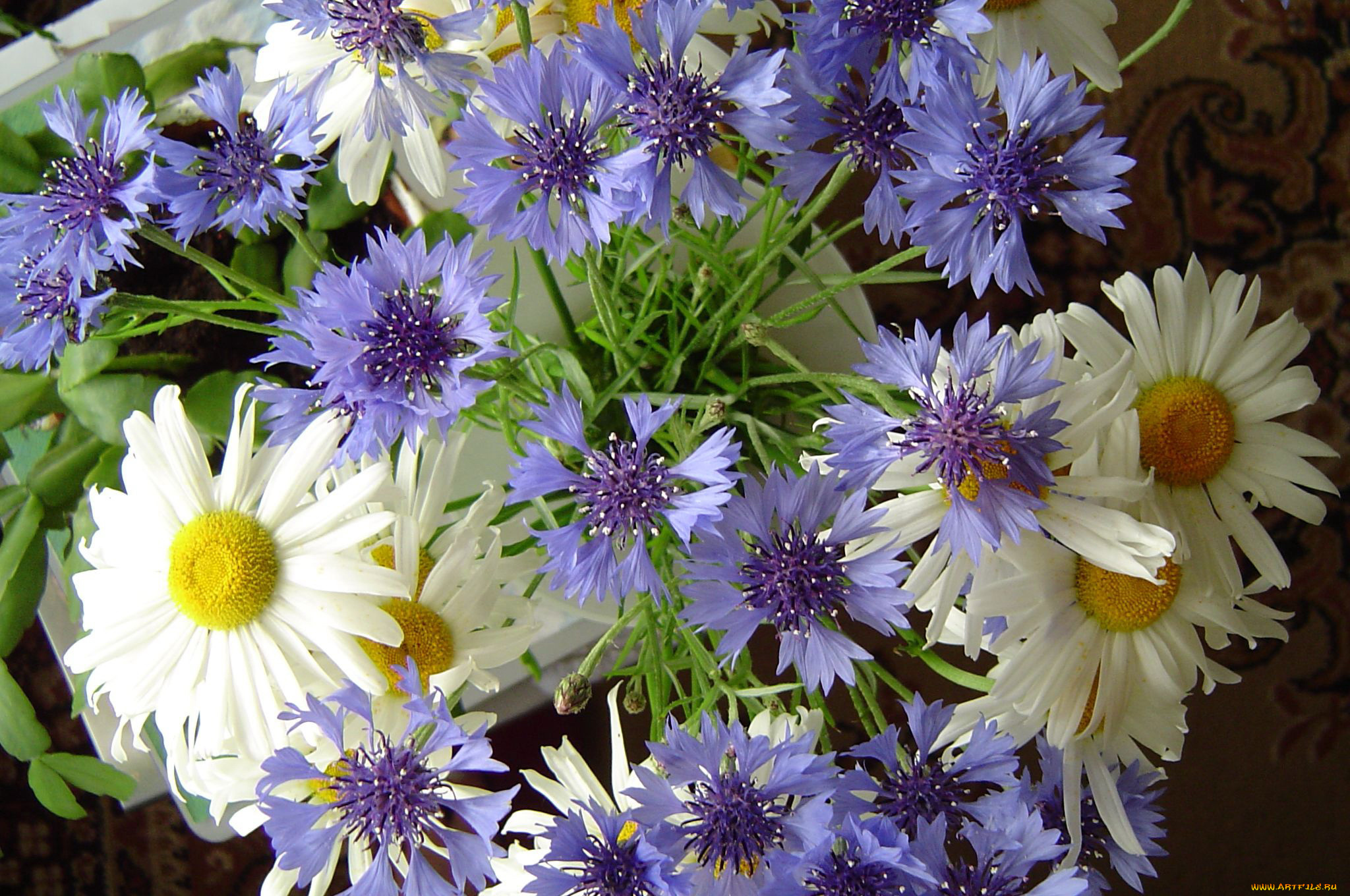 цветы, луговые, , полевые, , цветы, василёк, маргаритка