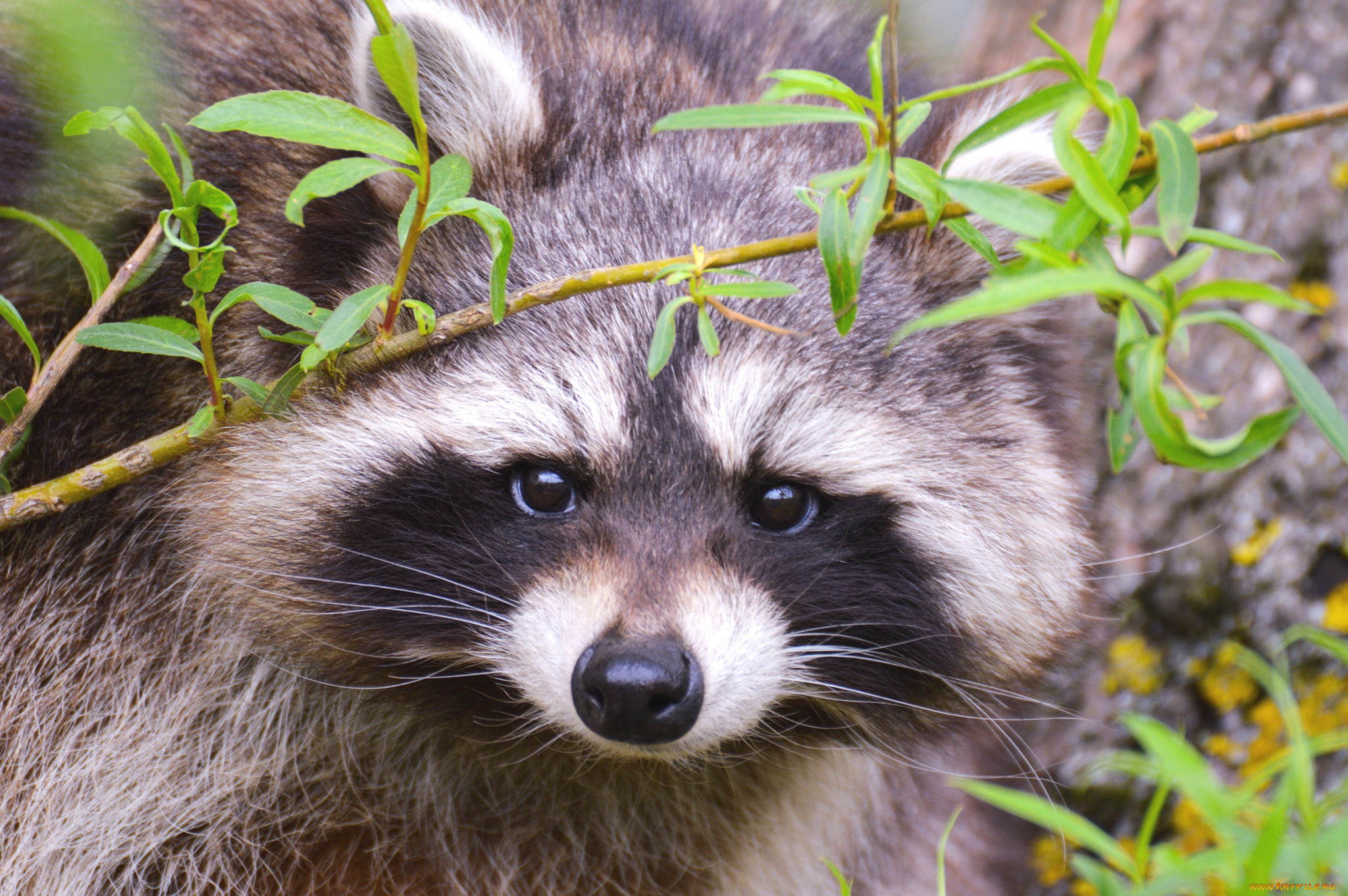 животные, еноты, мордочка