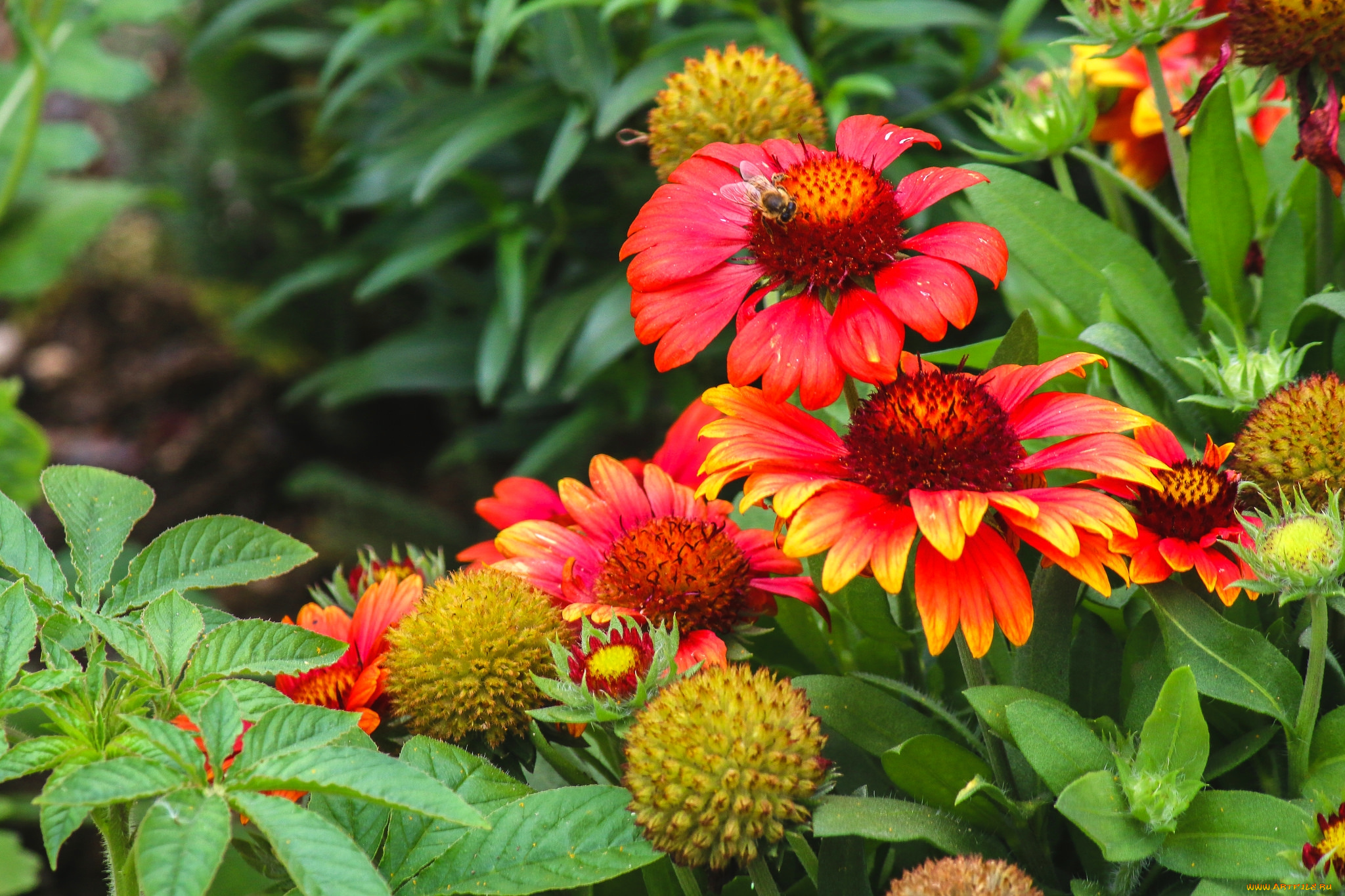 цветы, гайлардии, , гелениумы, оранж