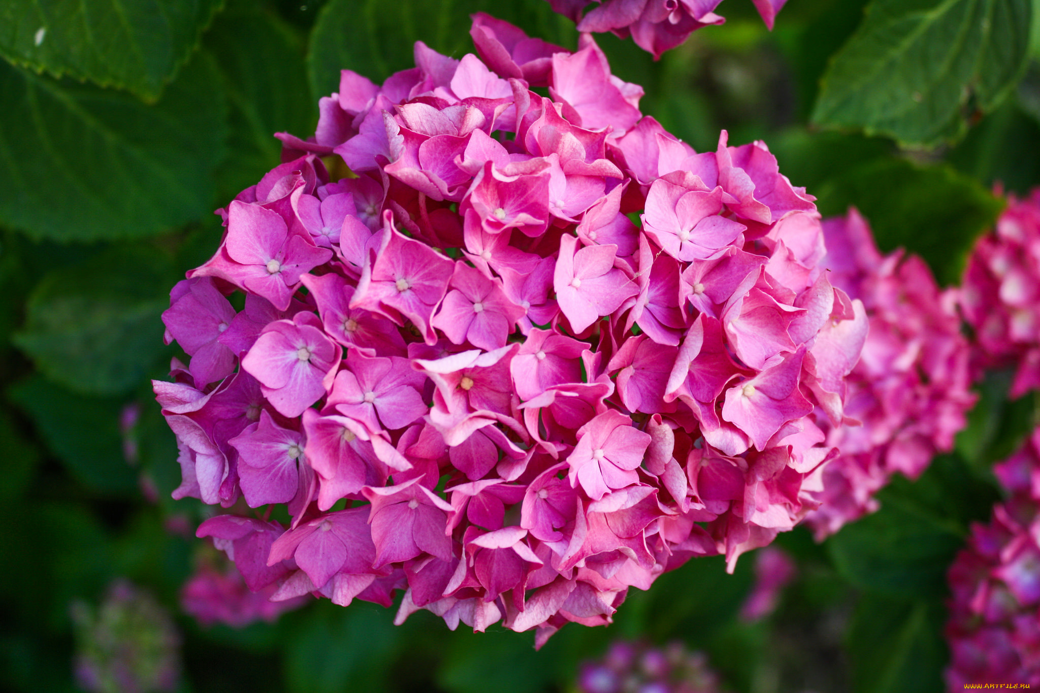 цветы, гортензия, розовый