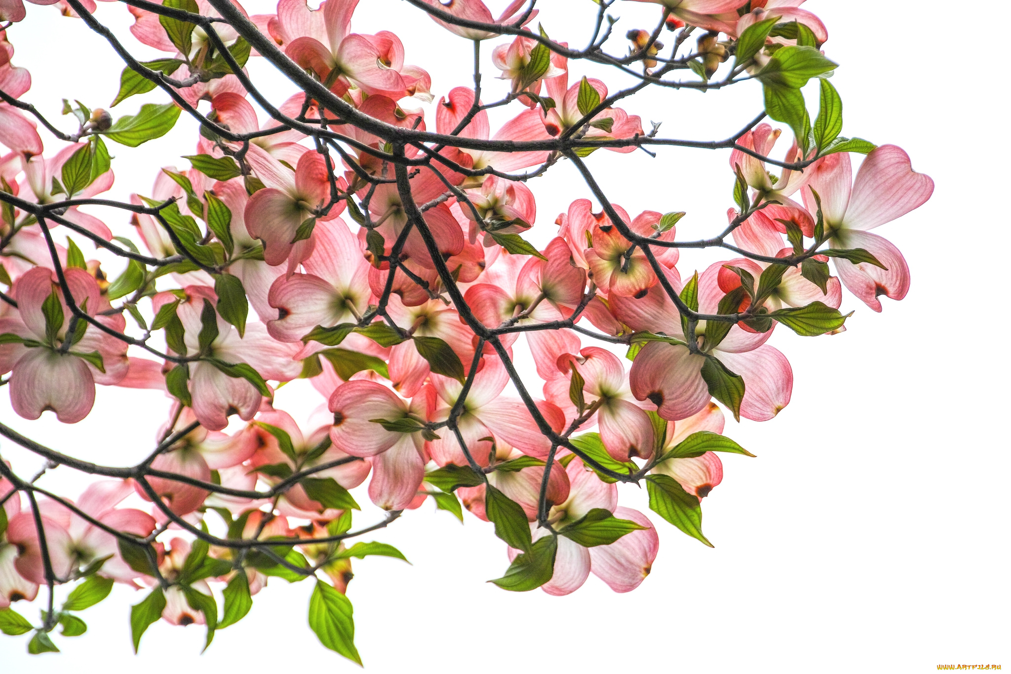 цветы, кизил, дерево