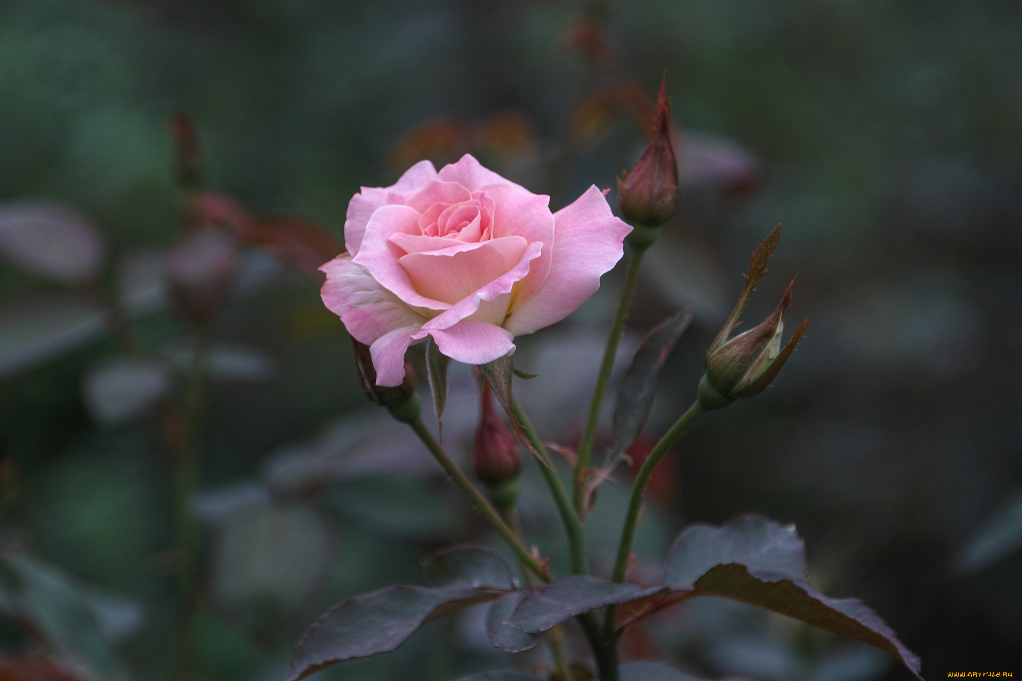 цветы, розы, бутон