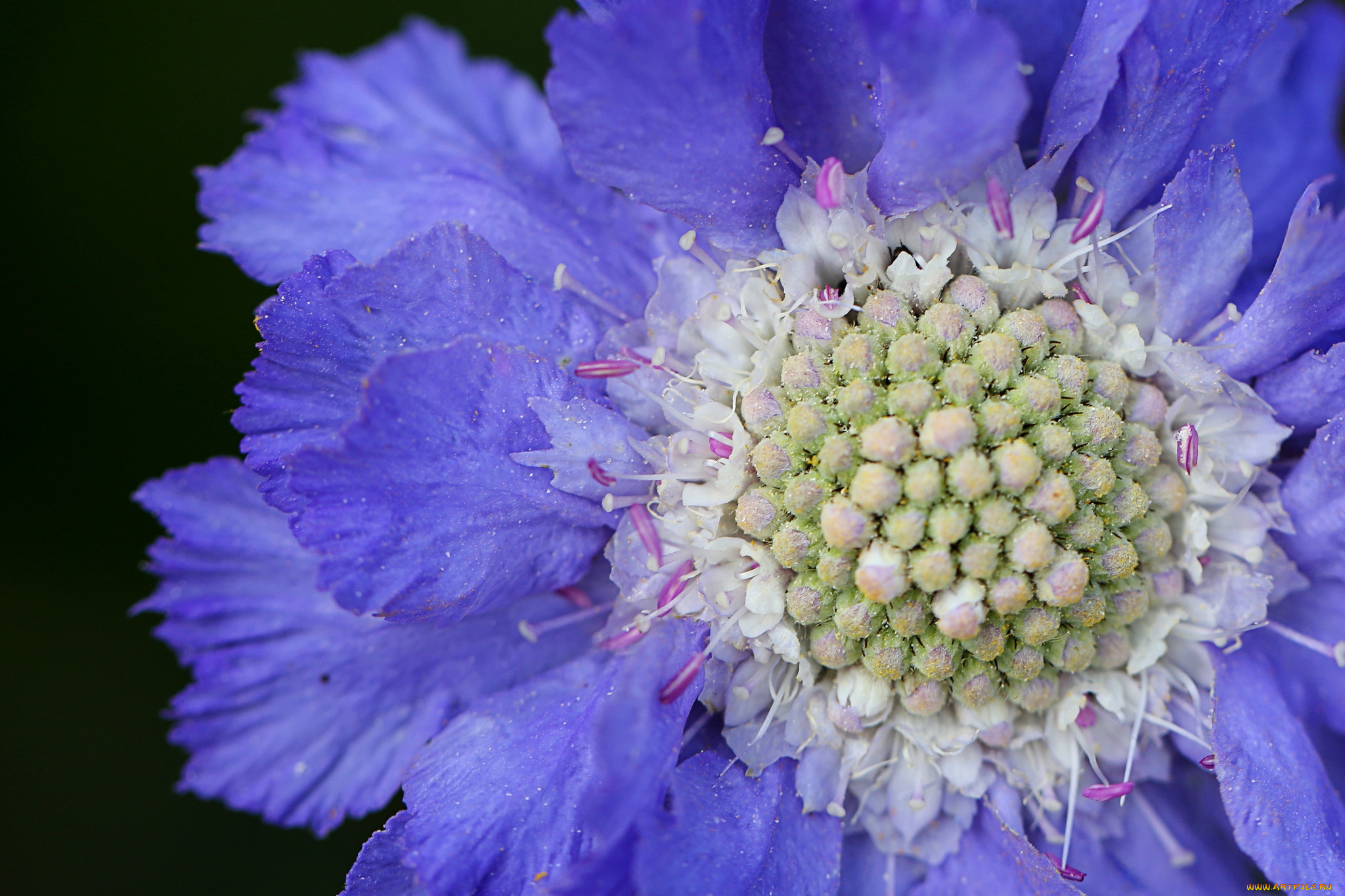 цветы, скабиоза, макро