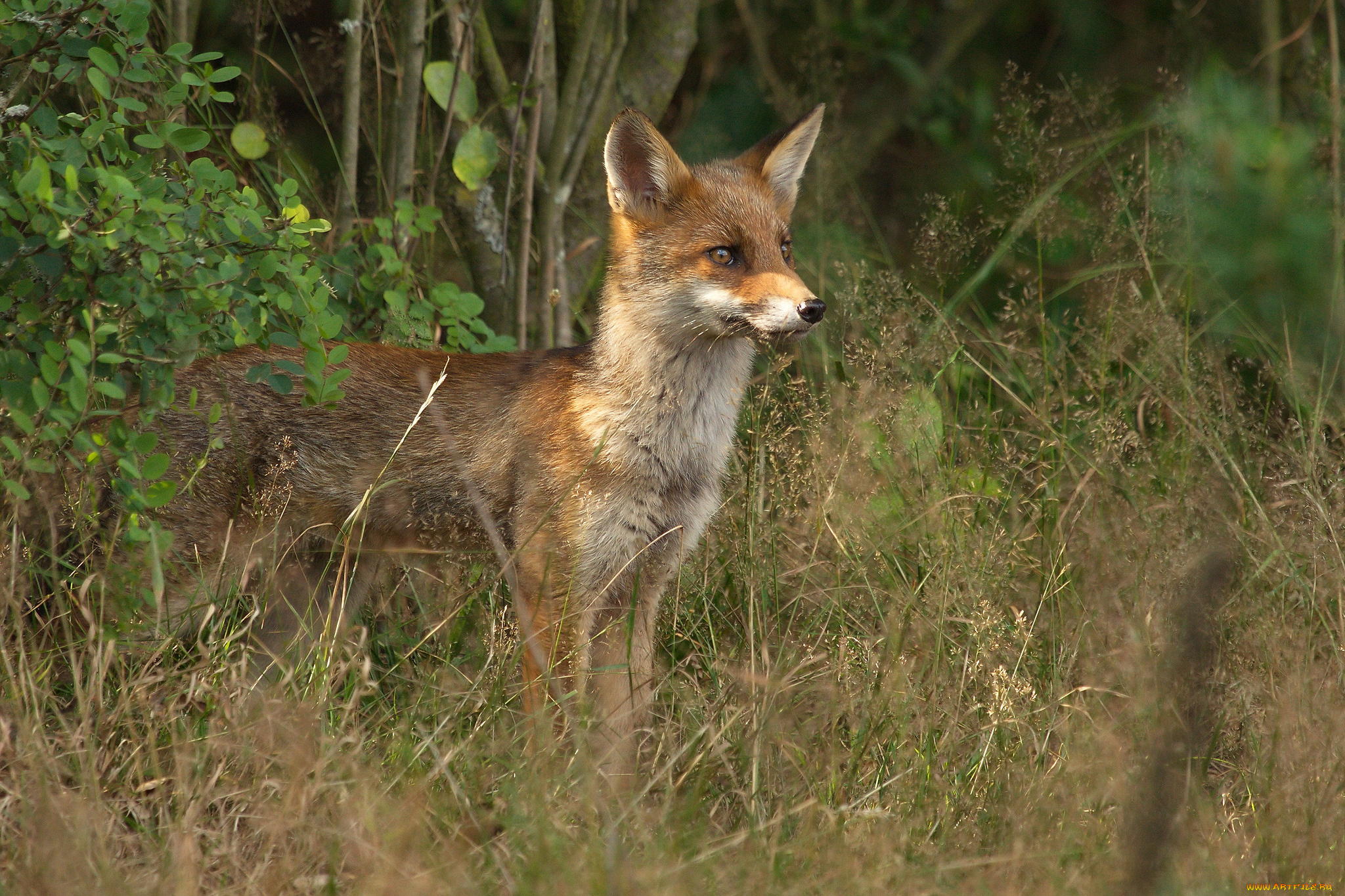 животные, лисы, лисичка