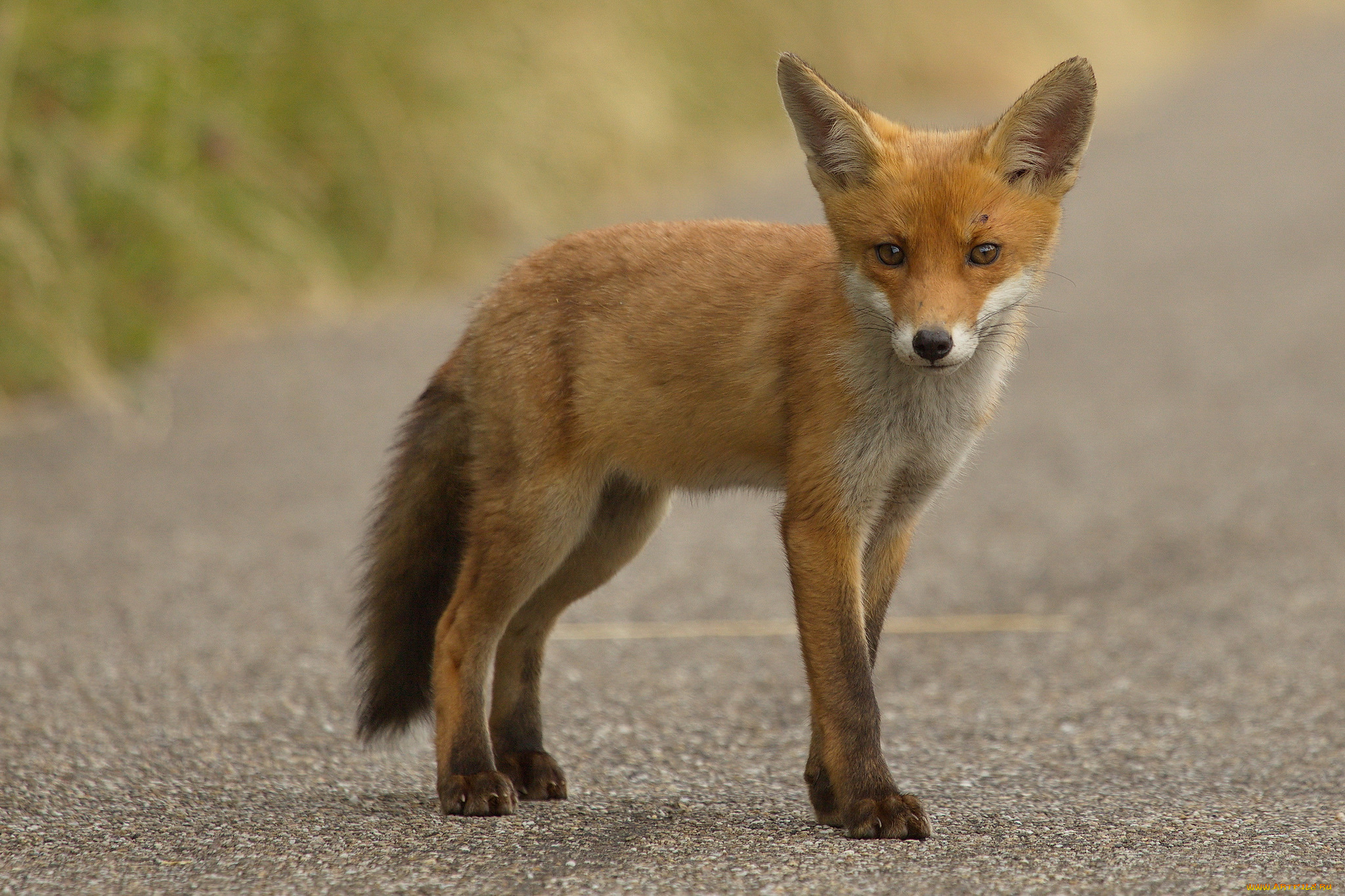 животные, лисы, лисичка