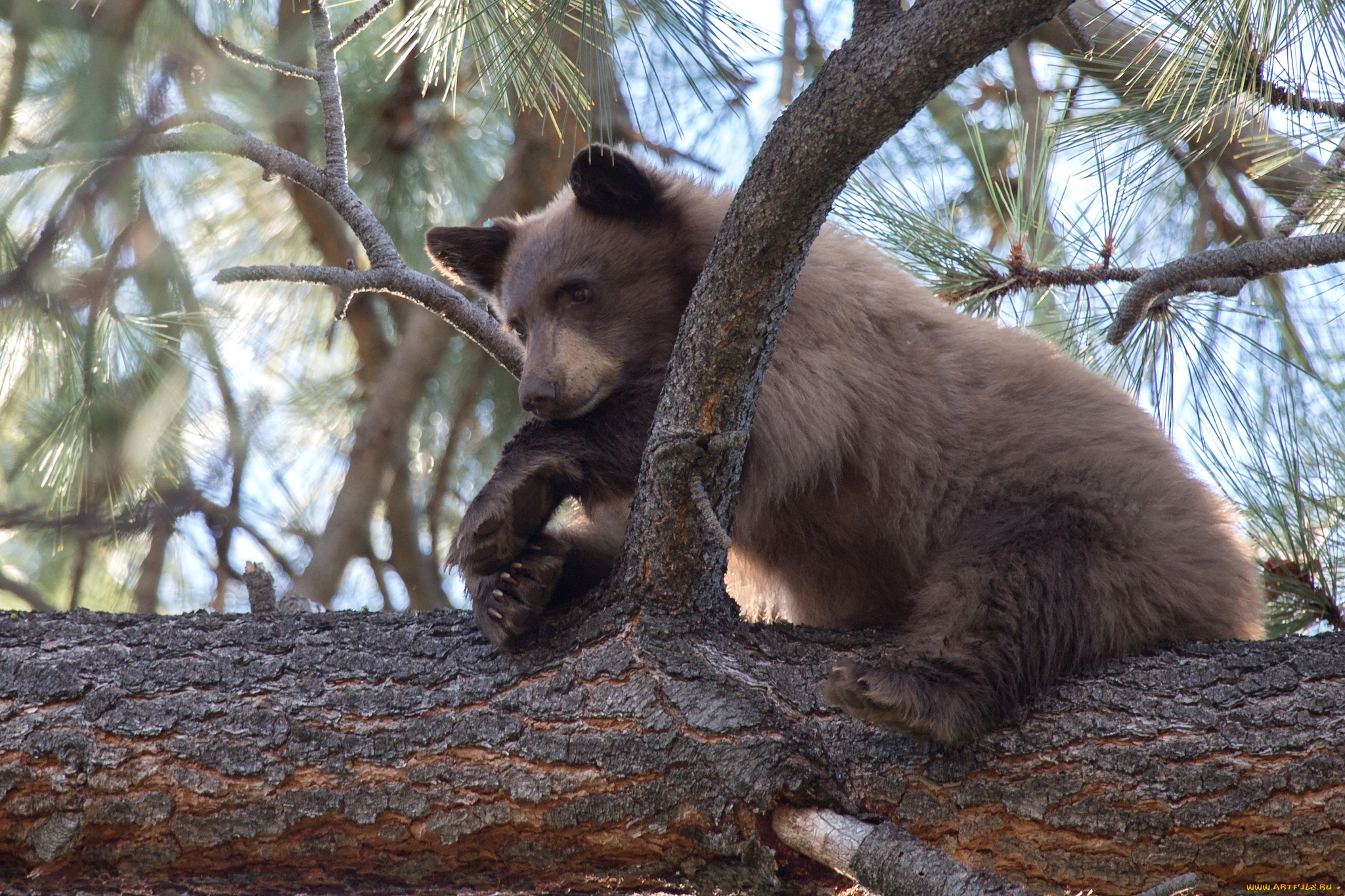 животные, медведи, мишутка