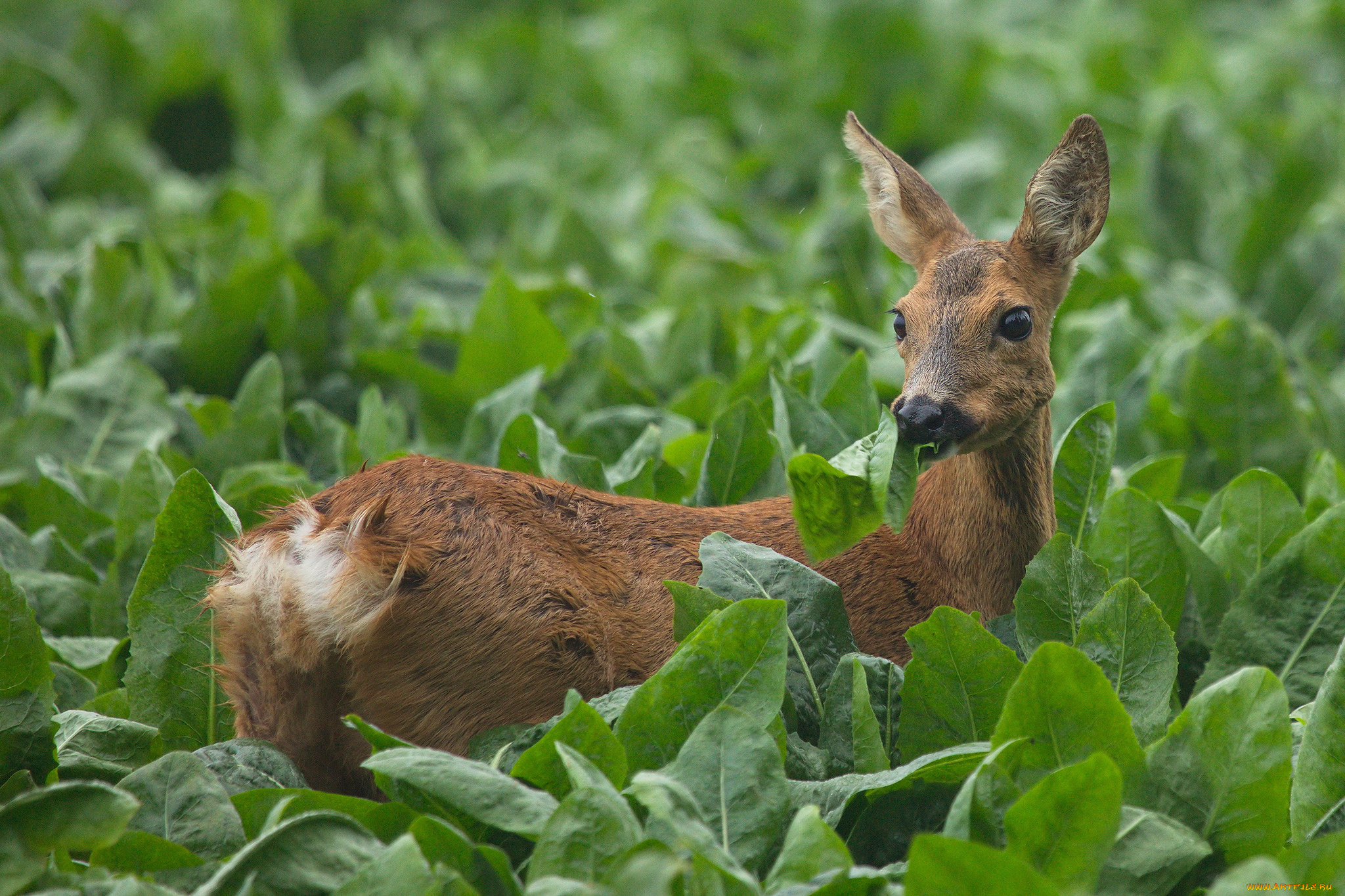 животные, олени, олениха, лес