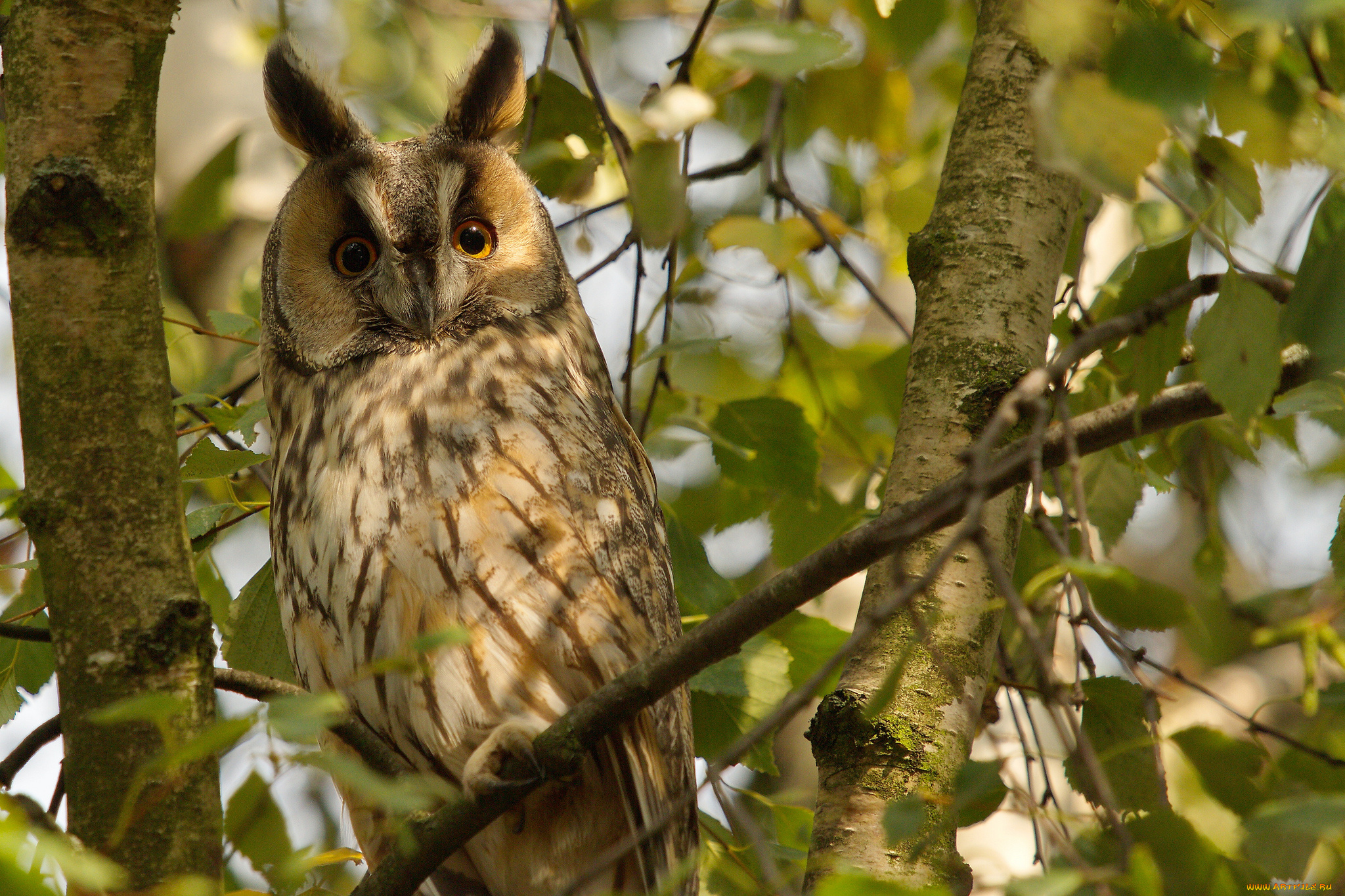 животные, совы, дерево, филин, ушки
