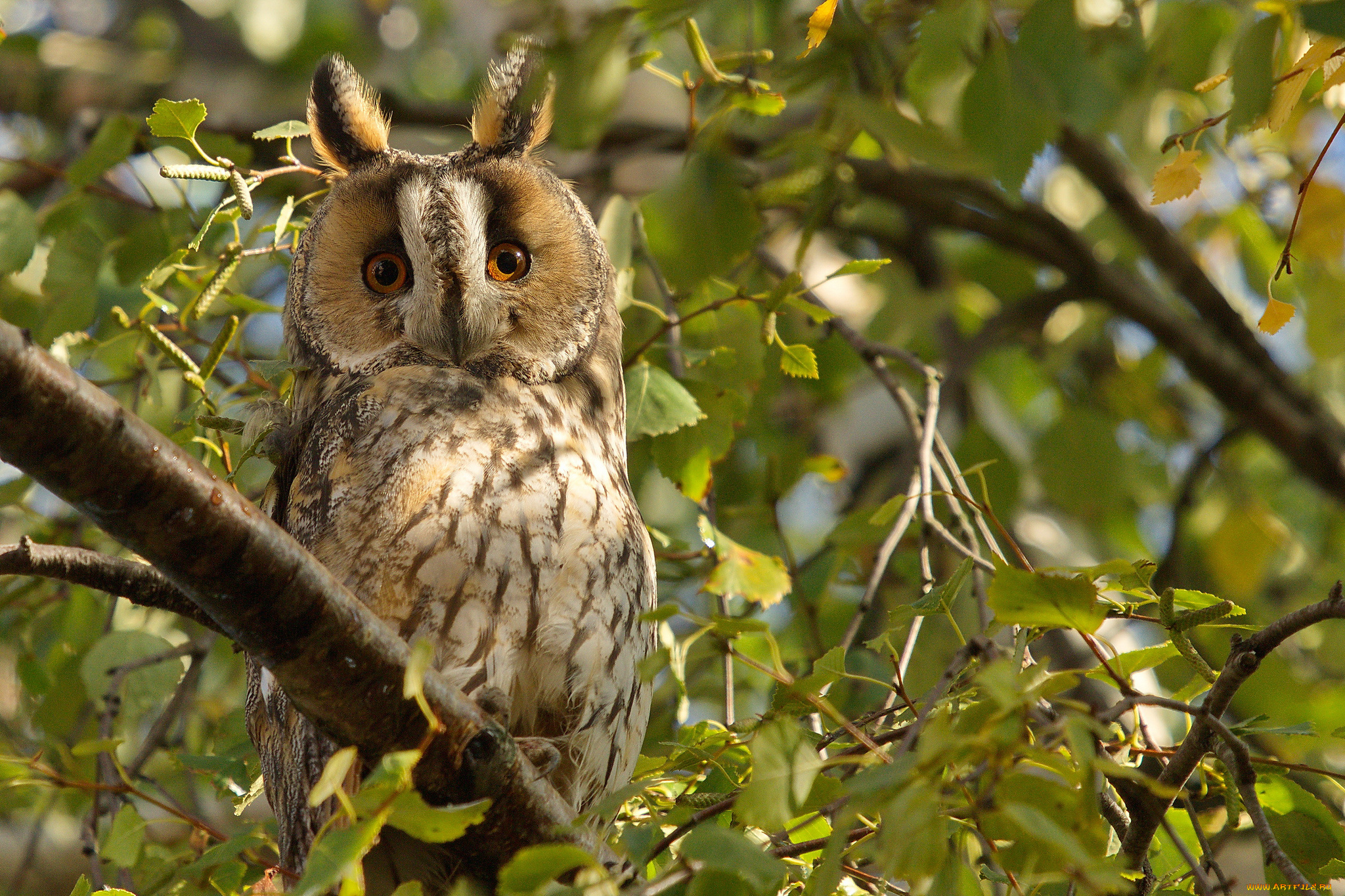 животные, совы, ушки, филин, дерево