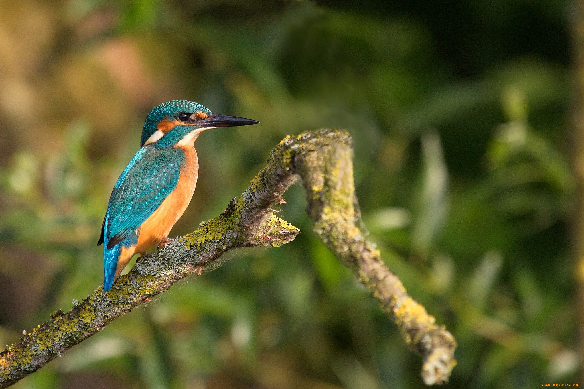 животные, зимородки, рыболов