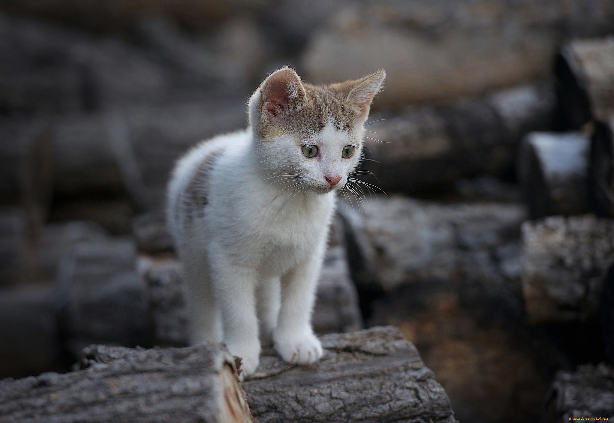 животные, коты, бревна, дрова, котенок