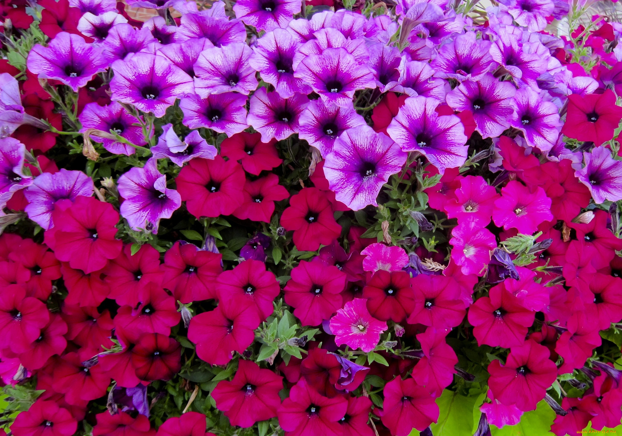 цветы, петунии, , калибрахоа, море