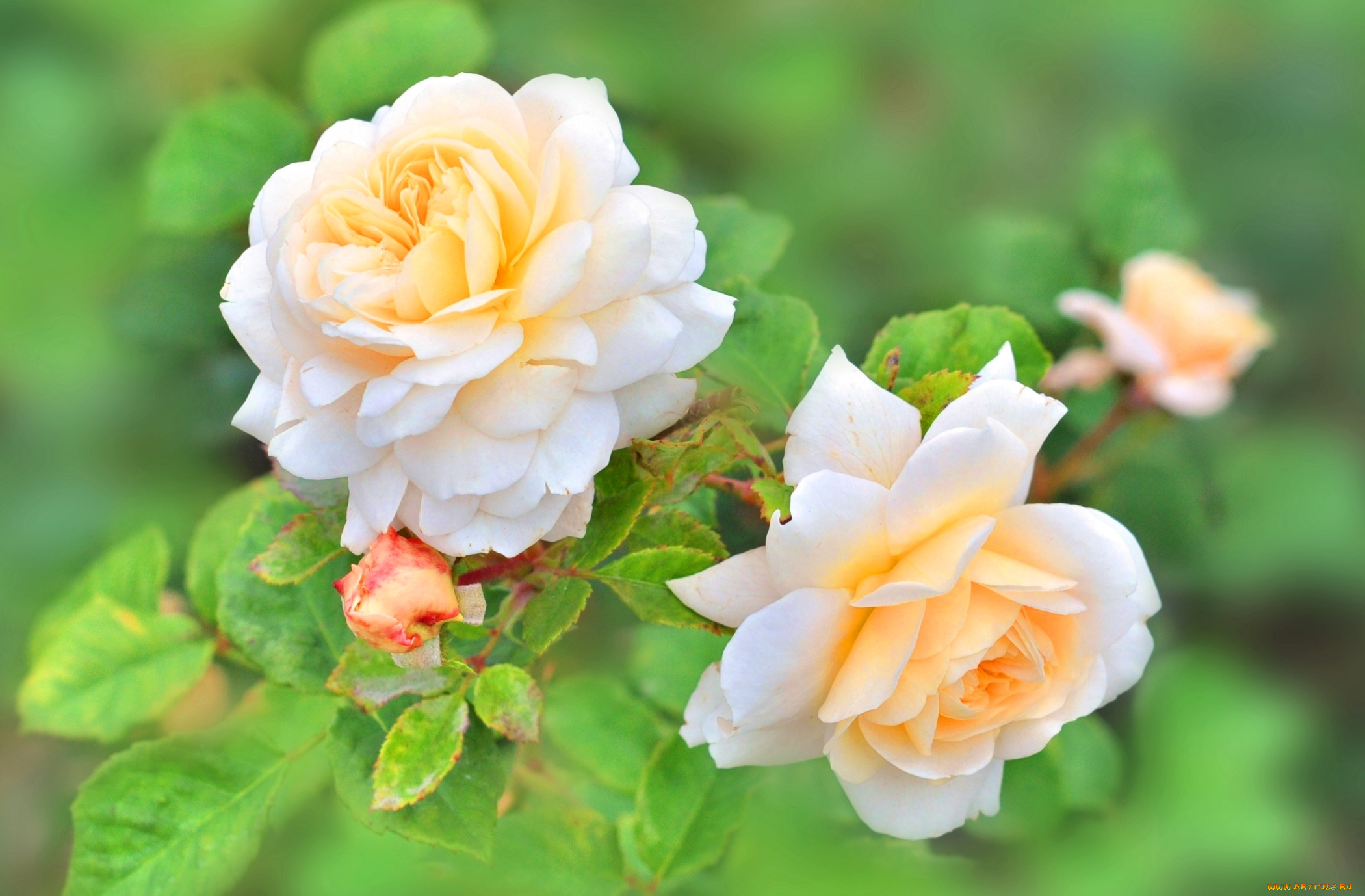 цветы, розы, желтый