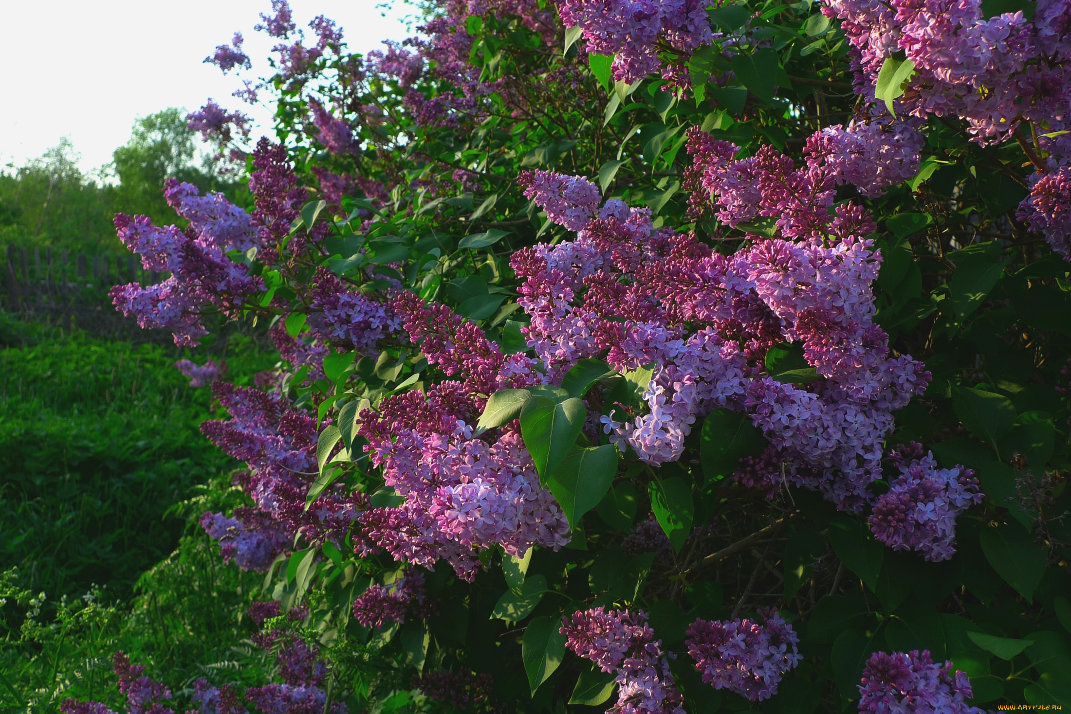цветы, сирень, куст
