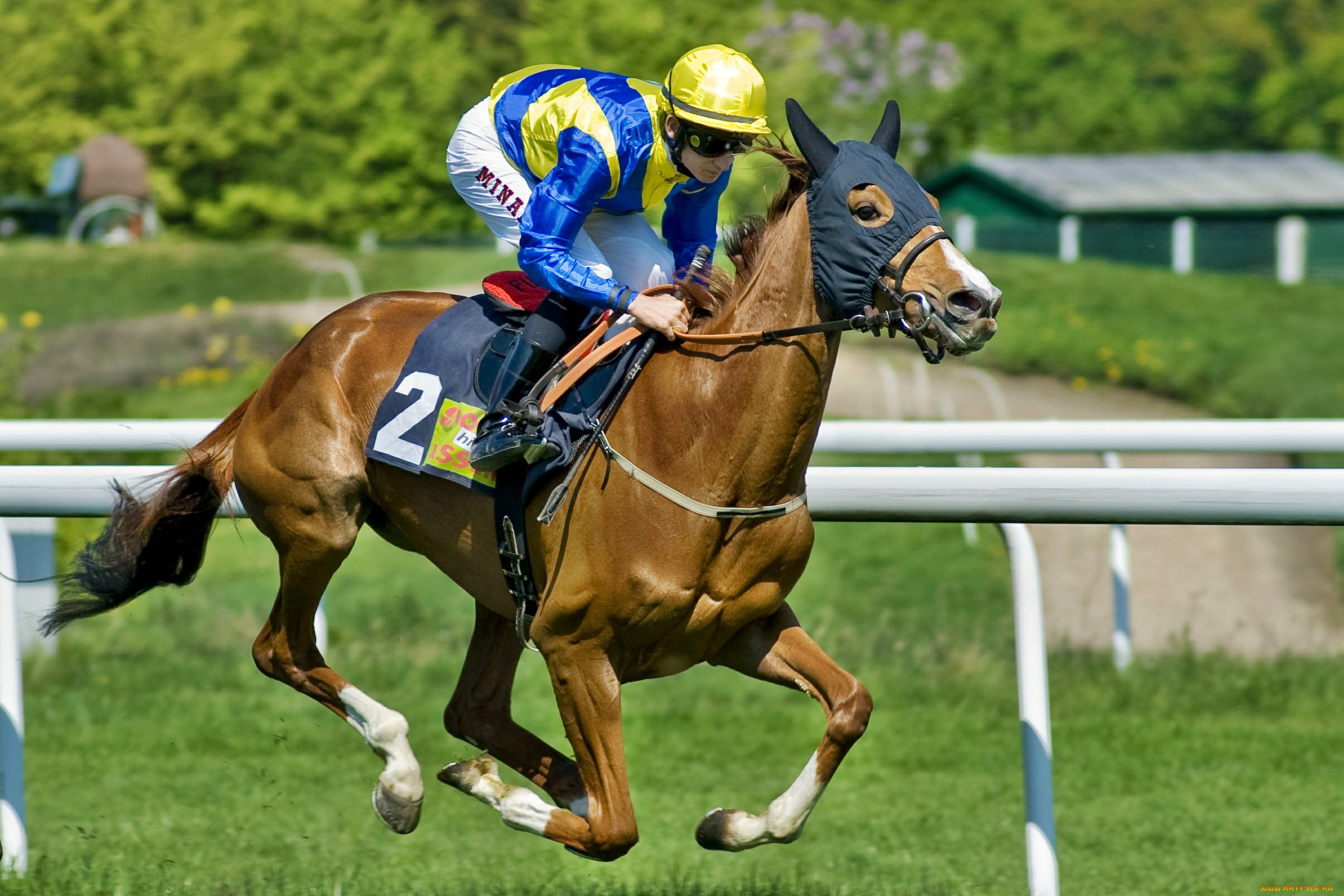 спорт, конный, спорт, скачки, ипподром