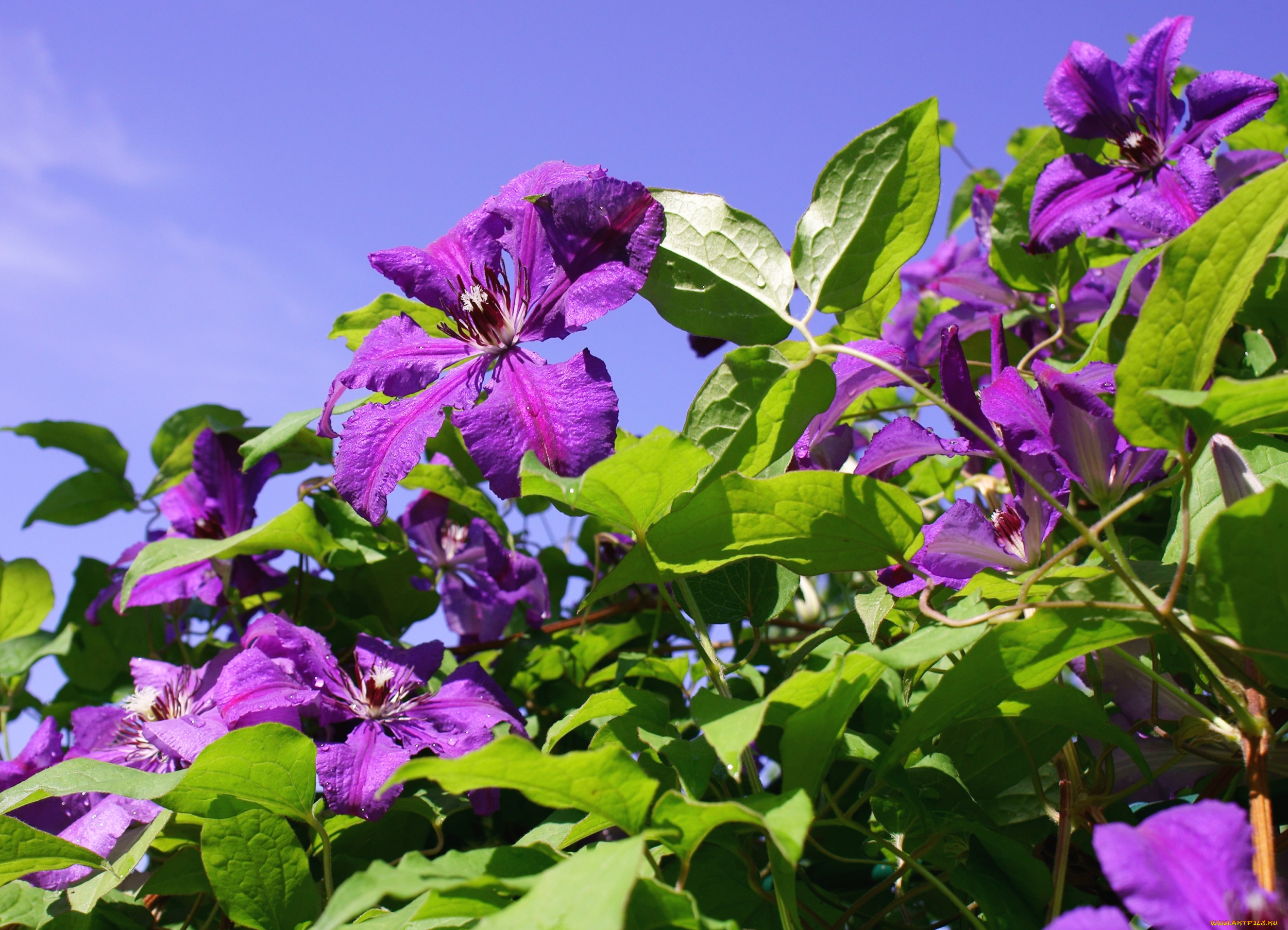 цветы, клематис, , ломонос, фиолет