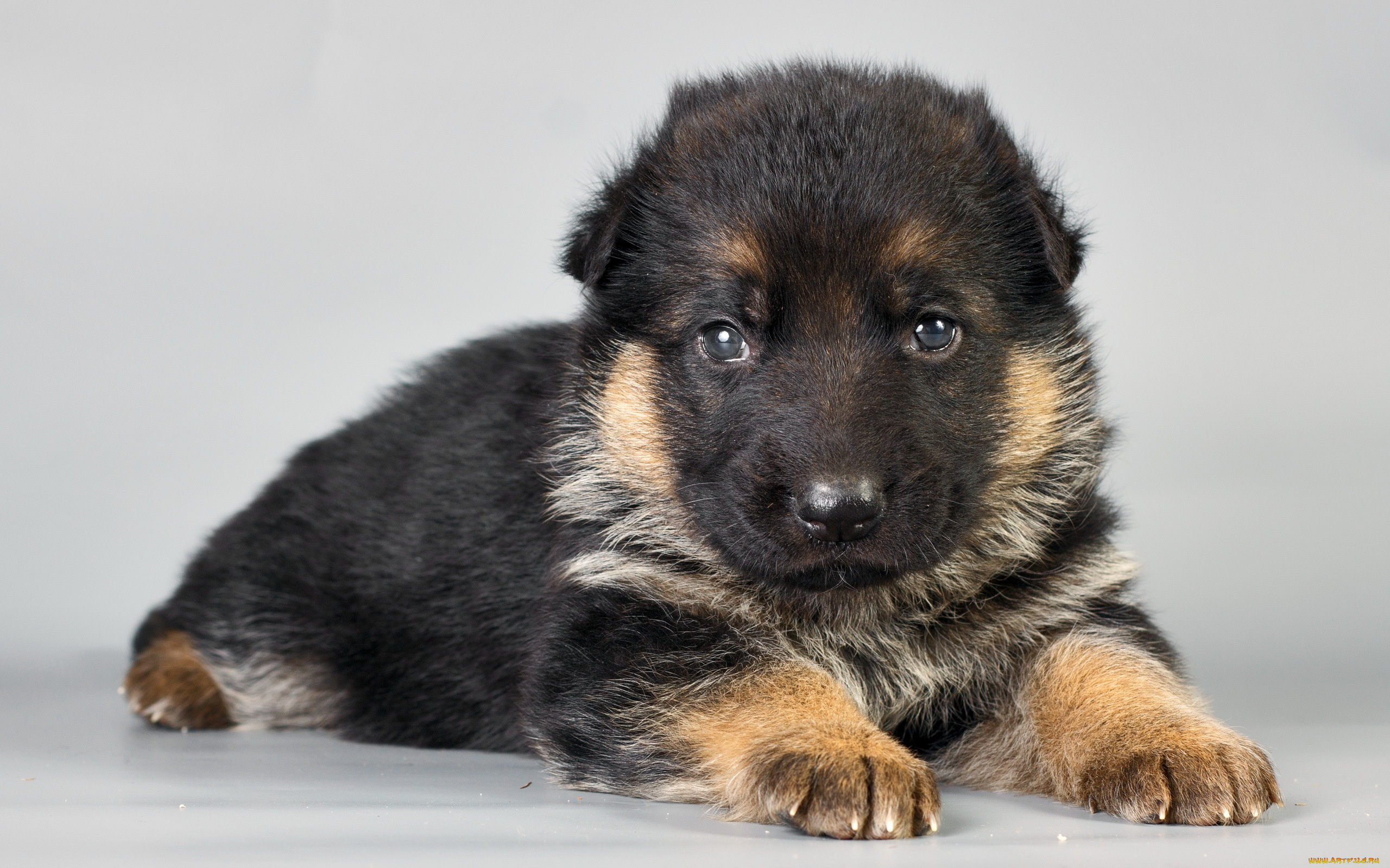 животные, собаки, щенок