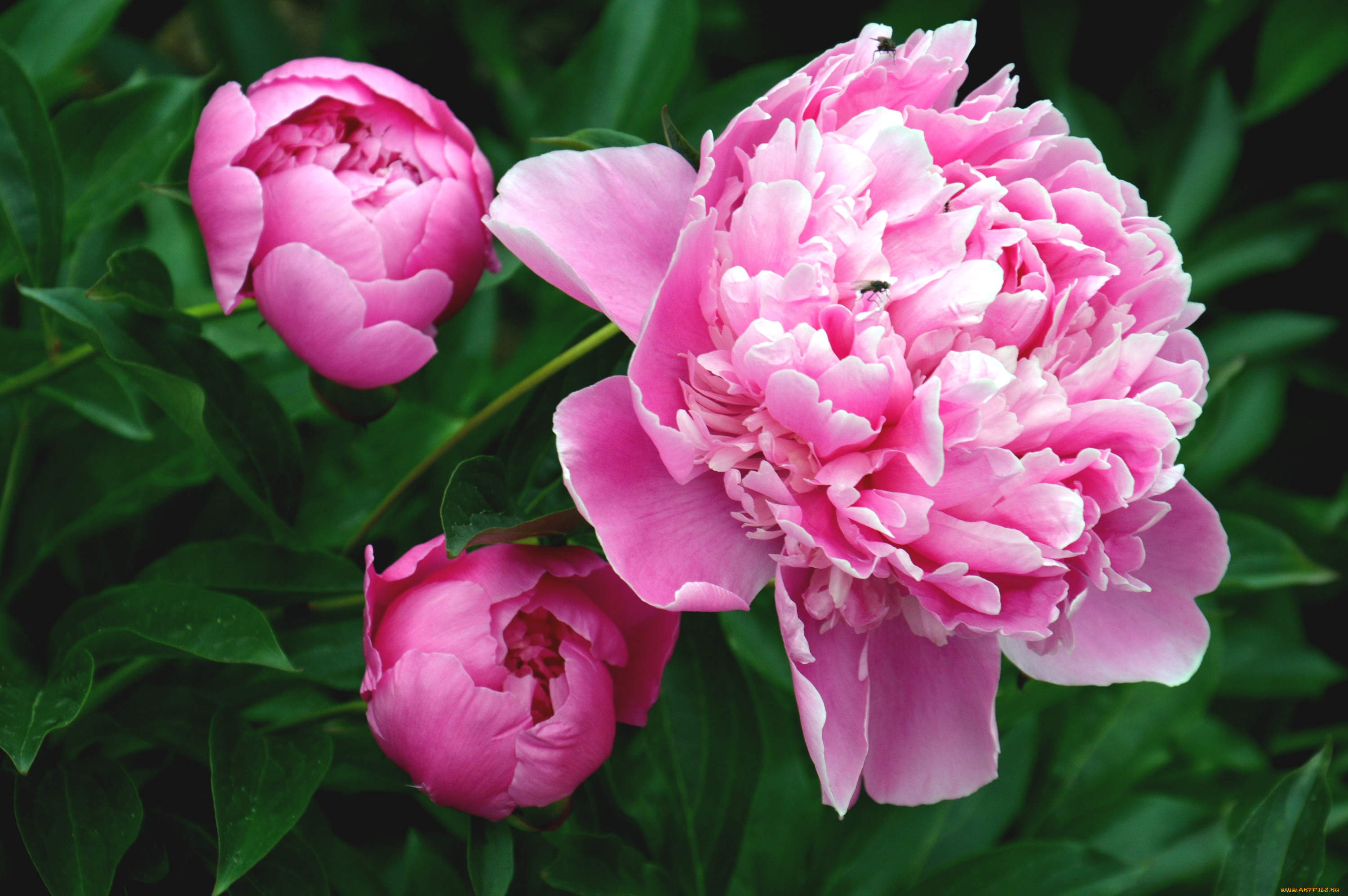 цветы, пионы, розовый