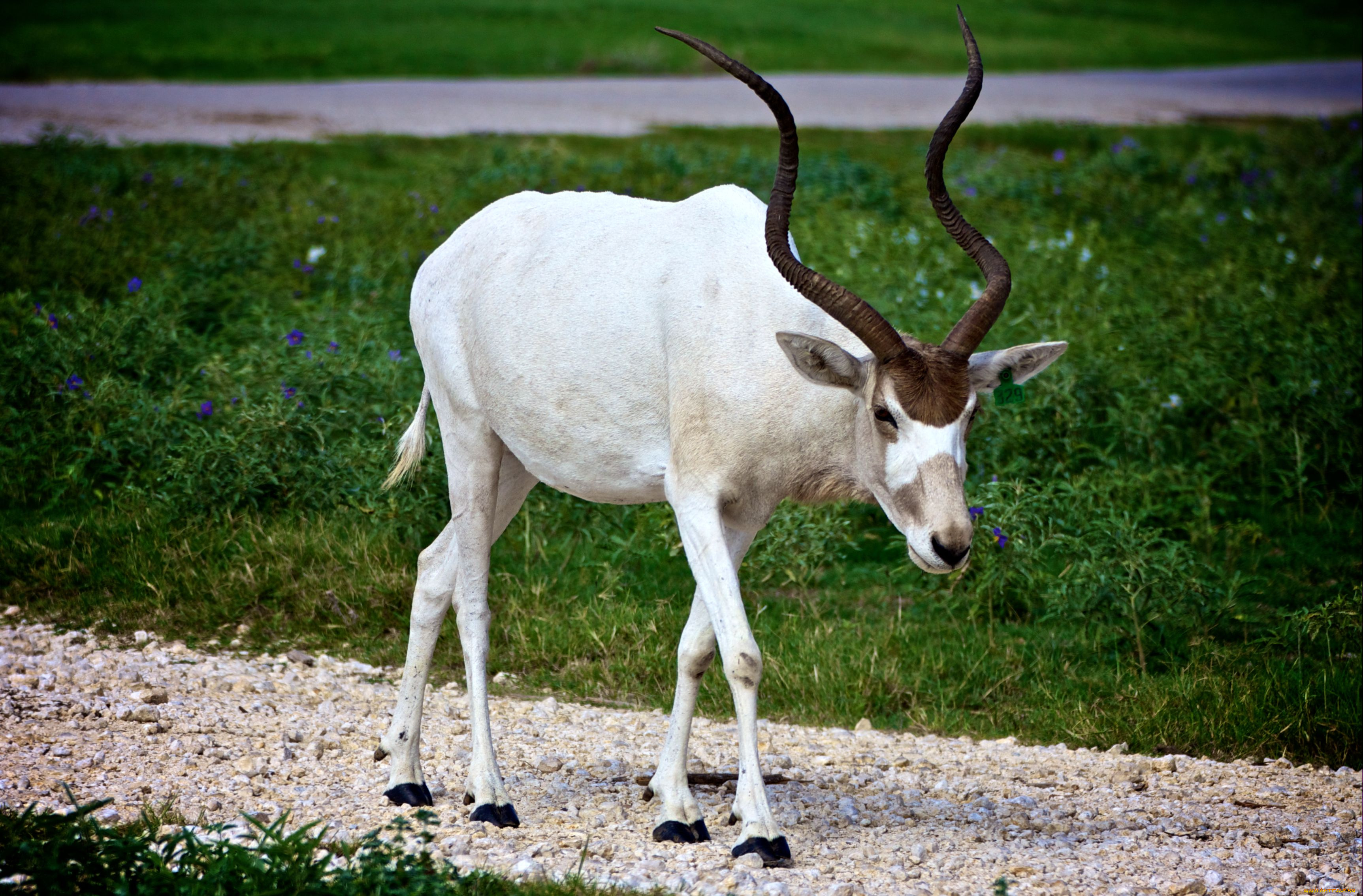 животные, антилопы, рога