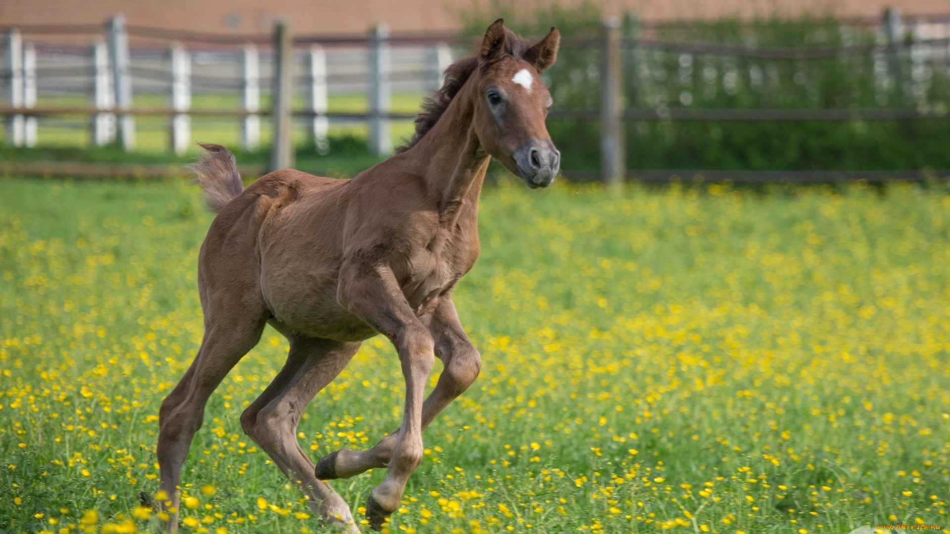 автор, , oliverseitz, животные, лошади, жеребёнок, малыш, детёныш, бег, игра, луг, загон, лето