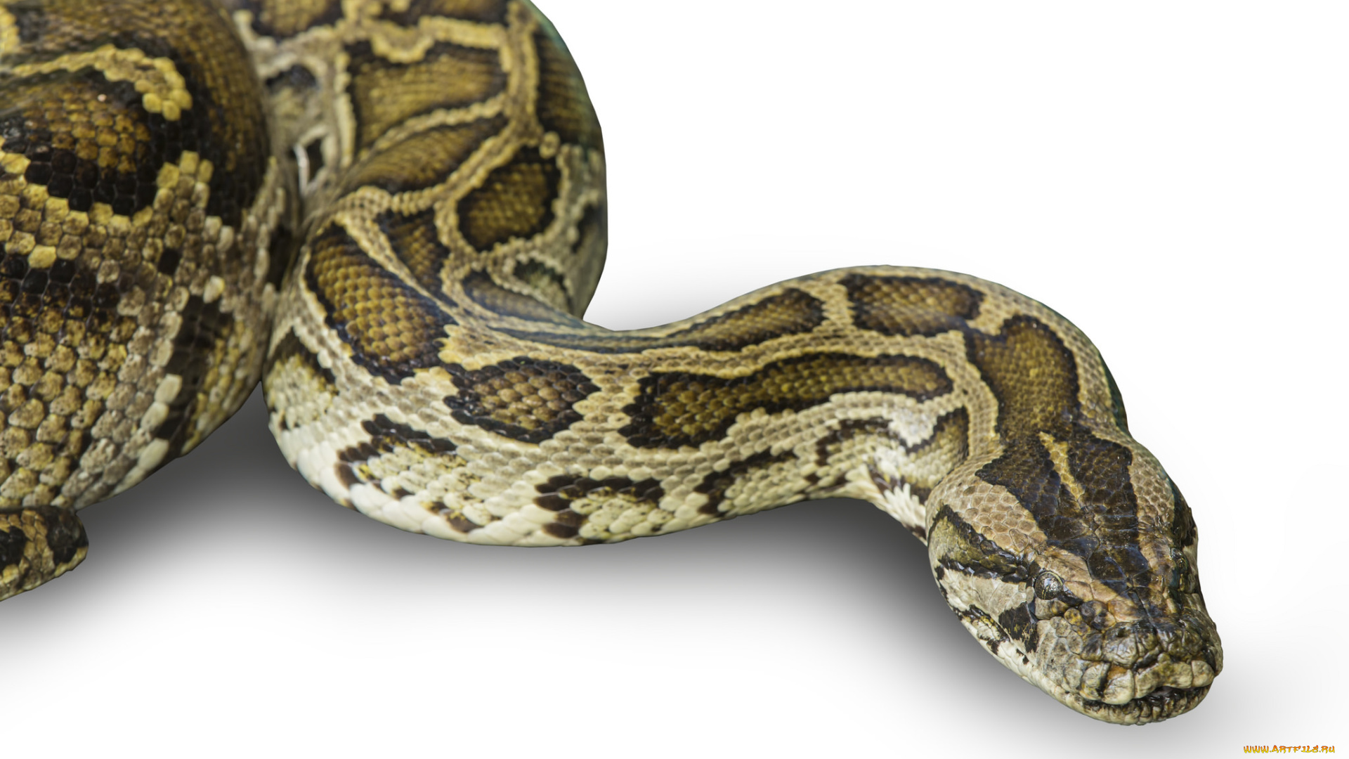 boa, животные, змеи, , питоны, , кобры, питон