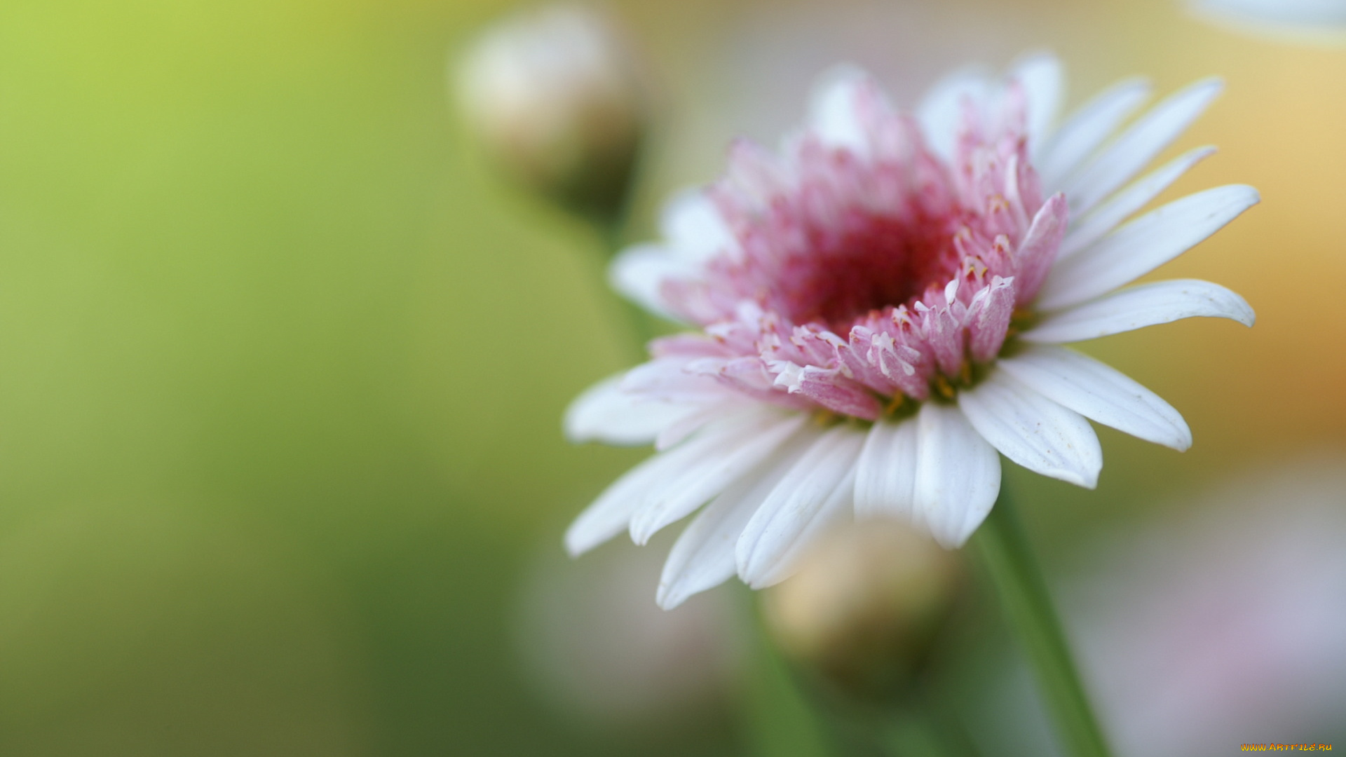 цветы, герберы, бутон, розовая, гербера