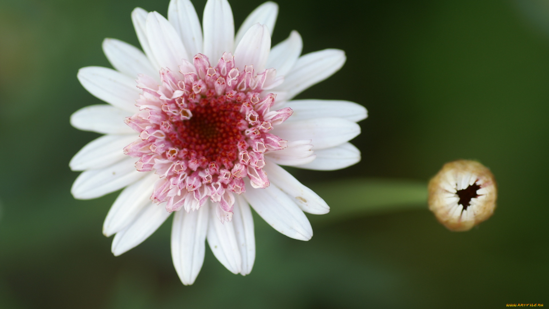 цветы, герберы, бутон, розовая, гербера