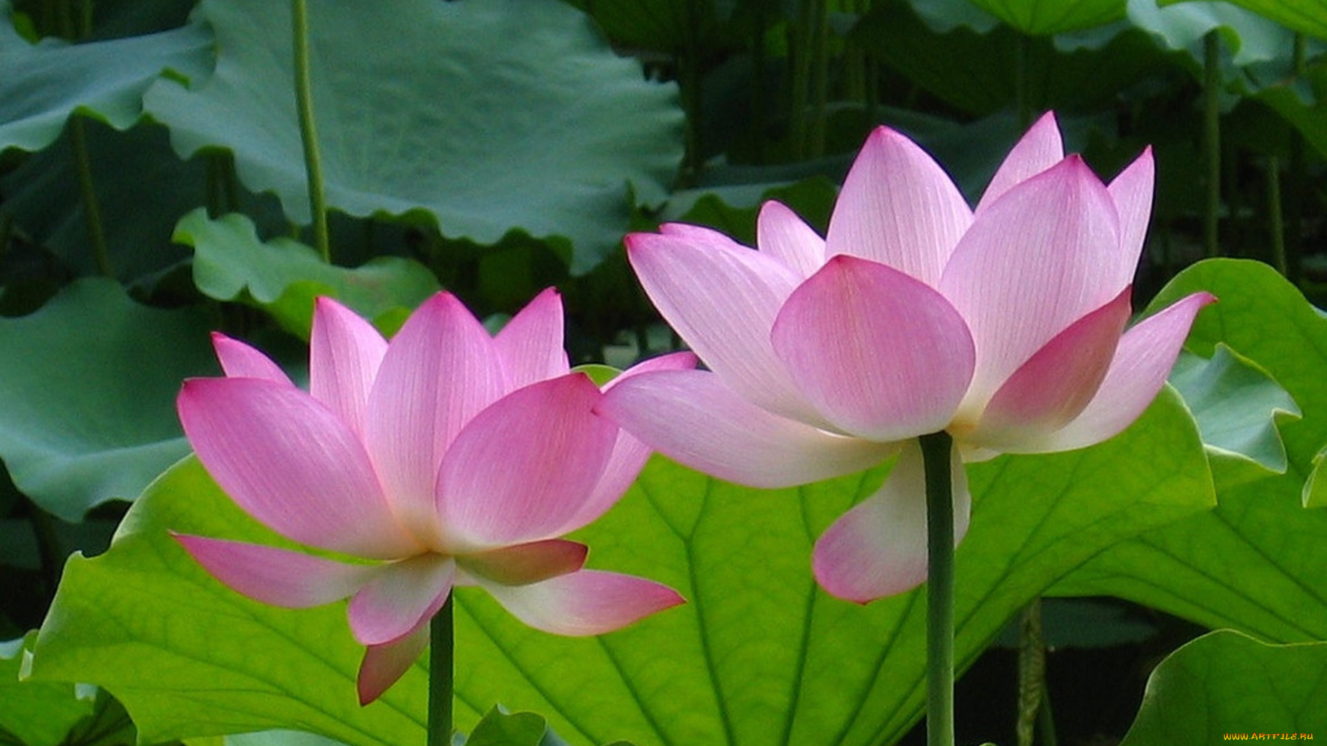 цветы, лотосы, фон, логотип