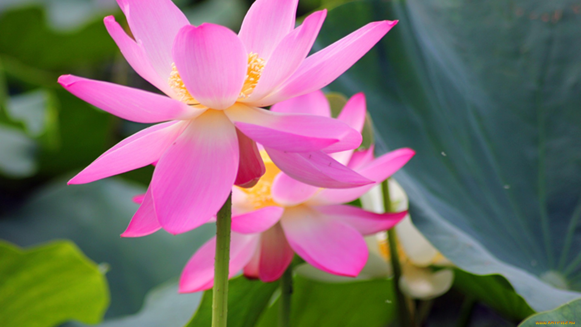 цветы, лотосы, лепестки, фон