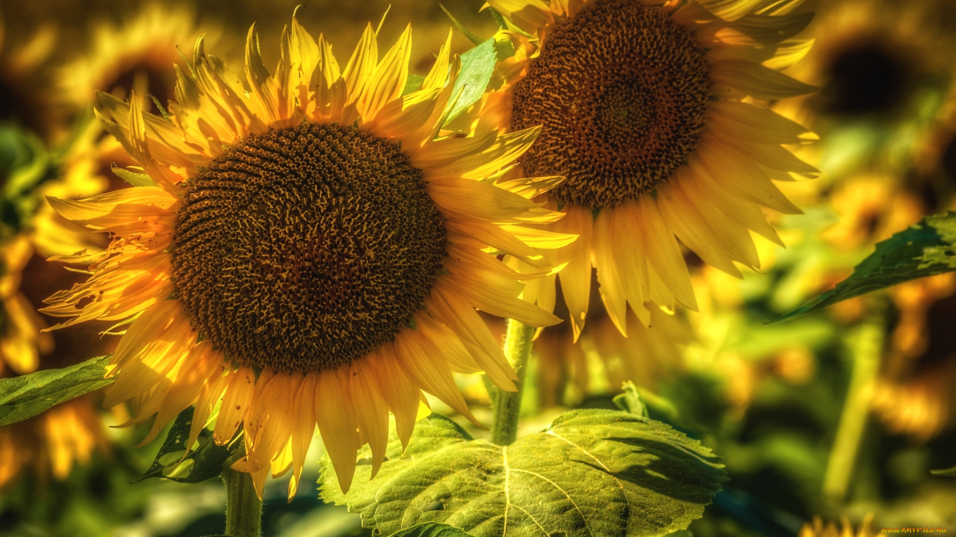 цветы, подсолнухи, лепестки, желтые, лето