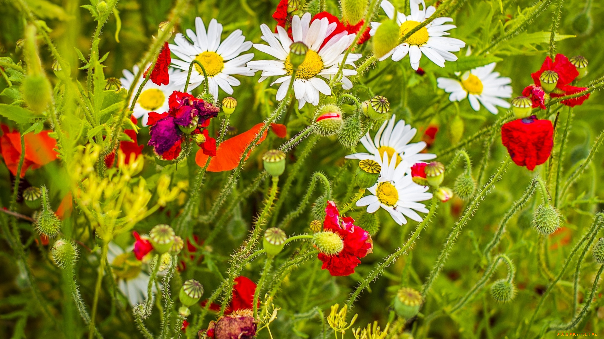 цветы, разные, вместе, лето, маки, ромашки