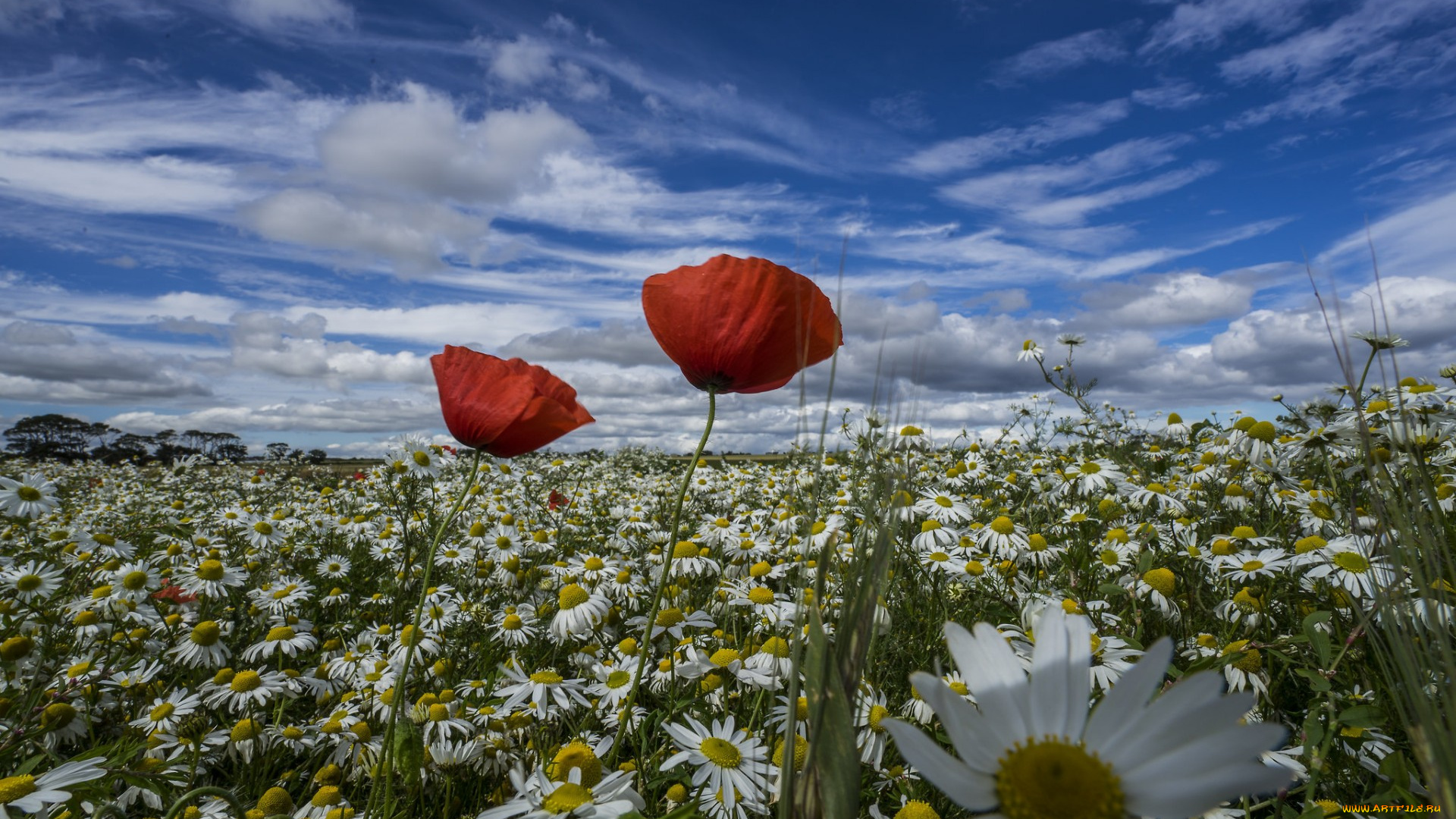 цветы, разные, вместе, маки, ромашки, лето, луг