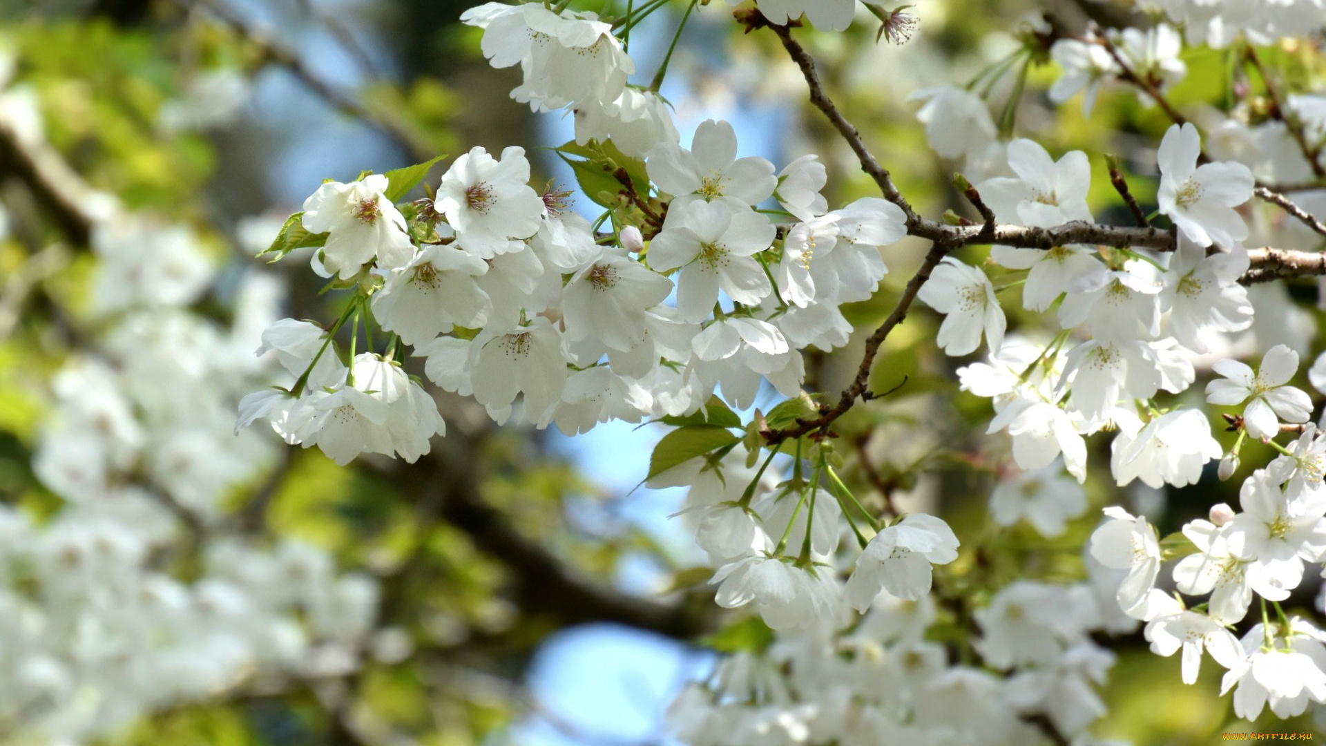 цветы, сакура, , вишня, вишня, весна, дерево, ветка, цветение