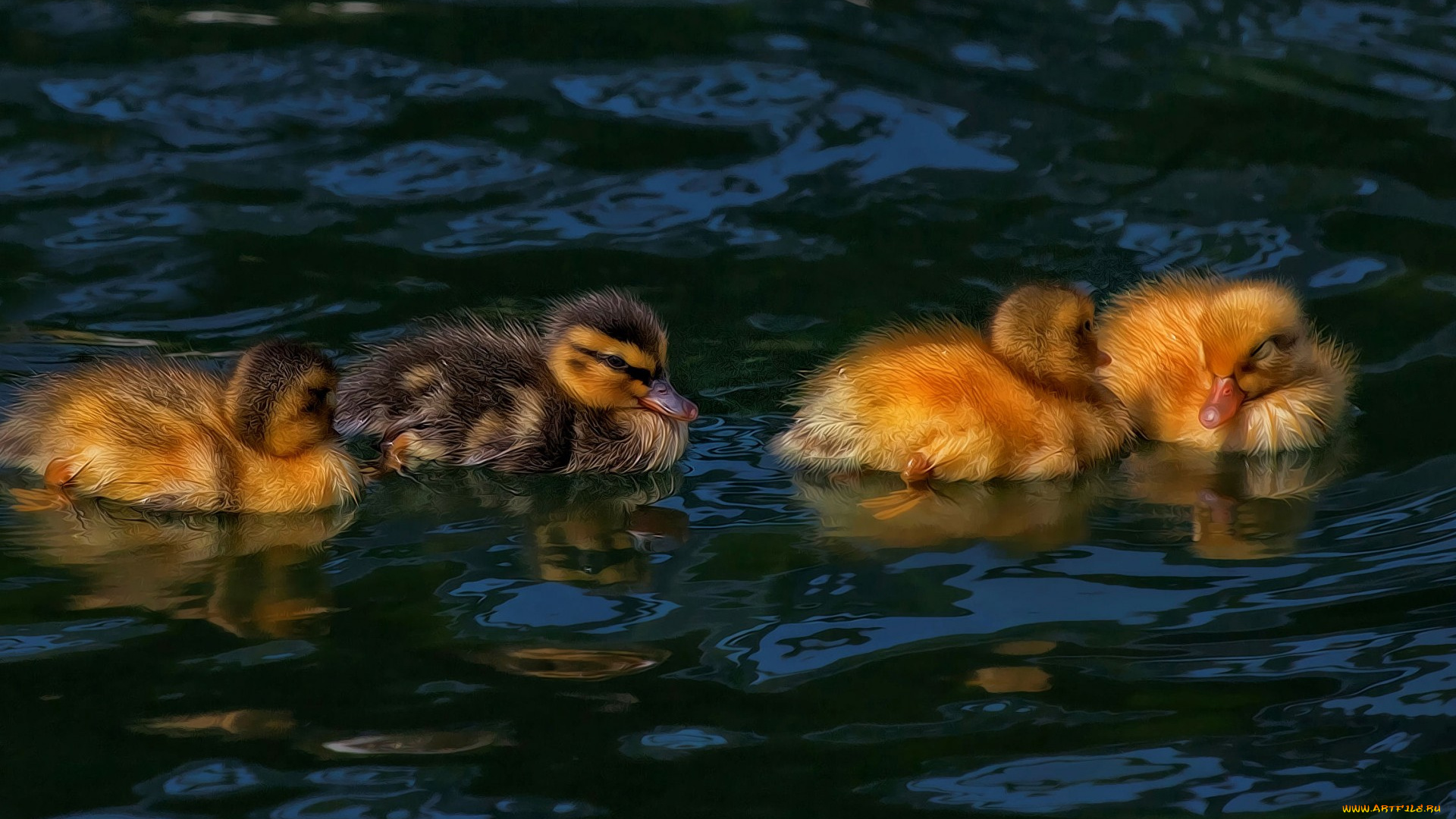 разное, компьютерный, дизайн, hdr, утята, утки, птенцы, водоем