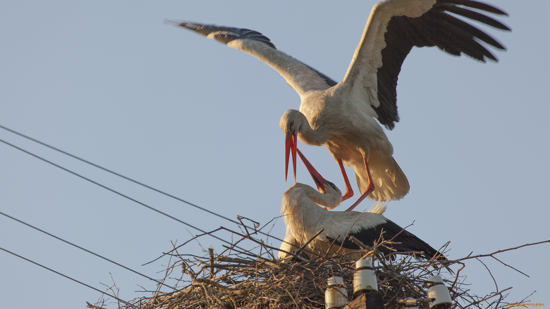 животные, аисты, гнездо