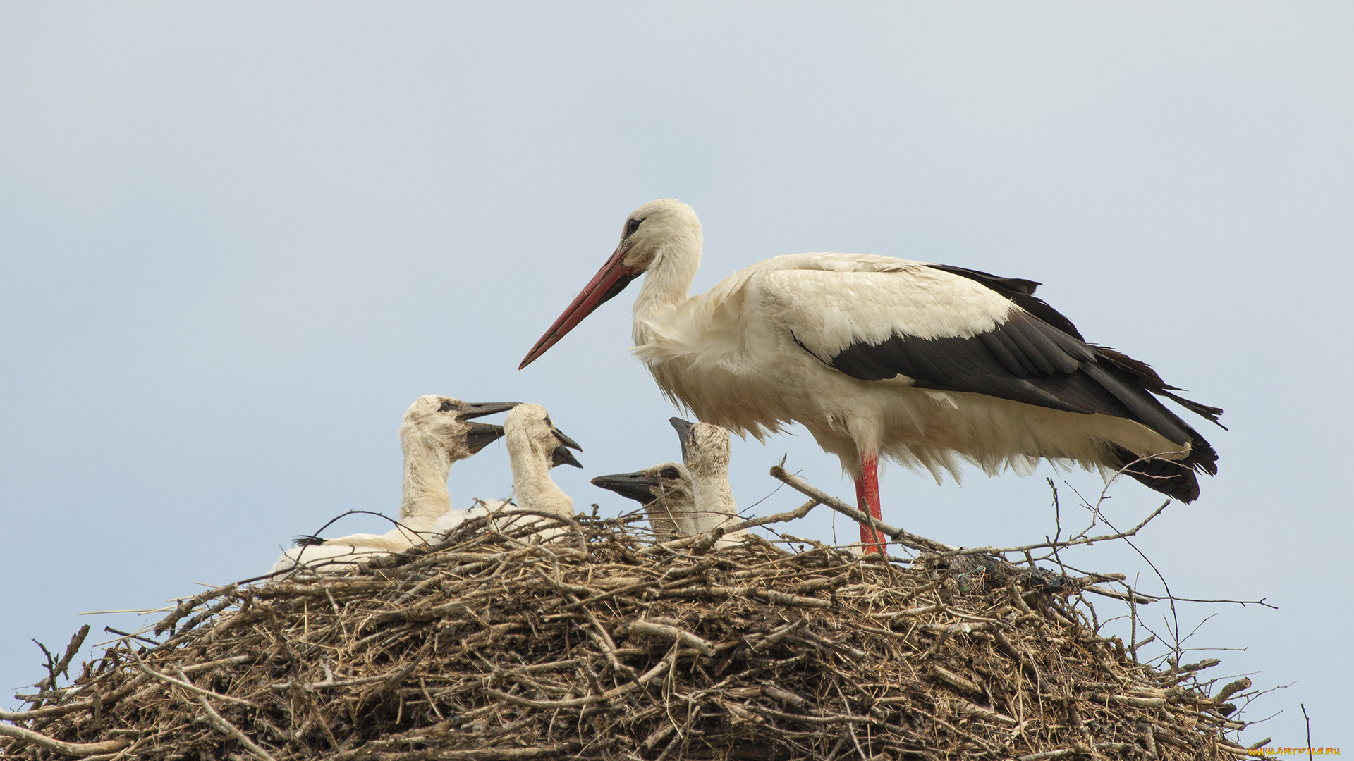 животные, аисты, гнездо