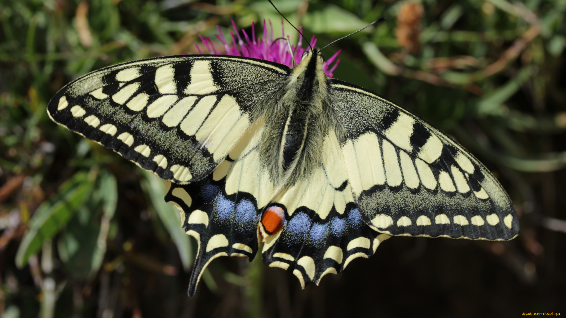 животные, бабочки, , мотыльки, , моли, бабочка