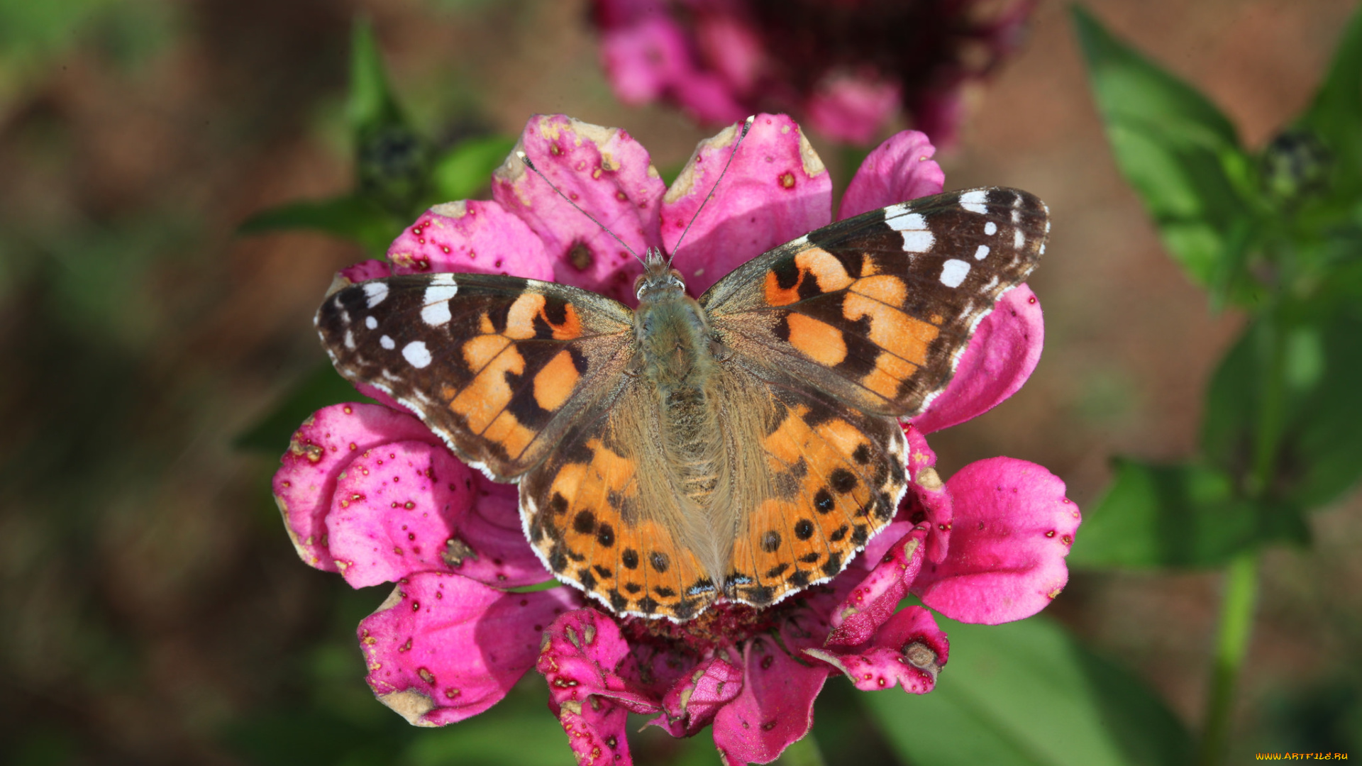 животные, бабочки, , мотыльки, , моли, бабочка