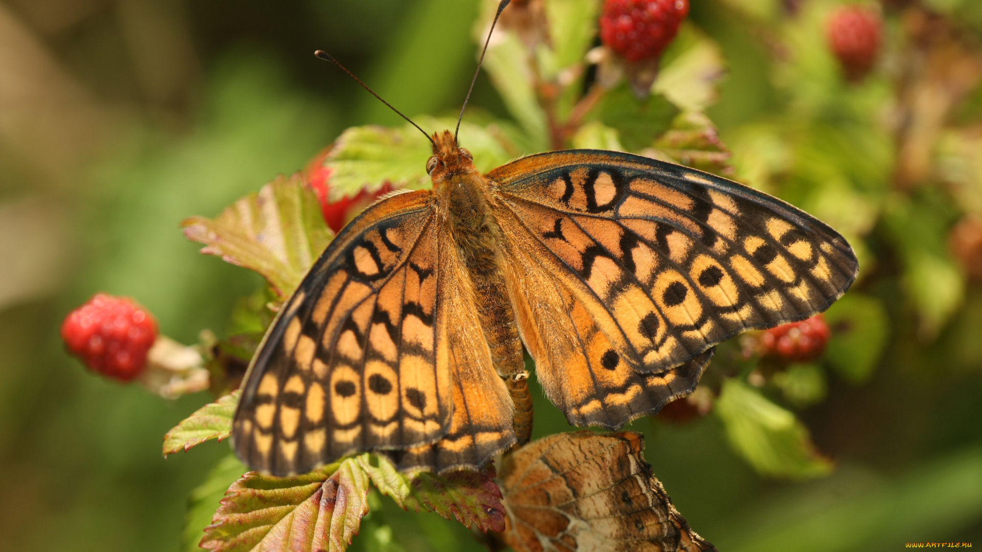 животные, бабочки, , мотыльки, , моли, бабочка
